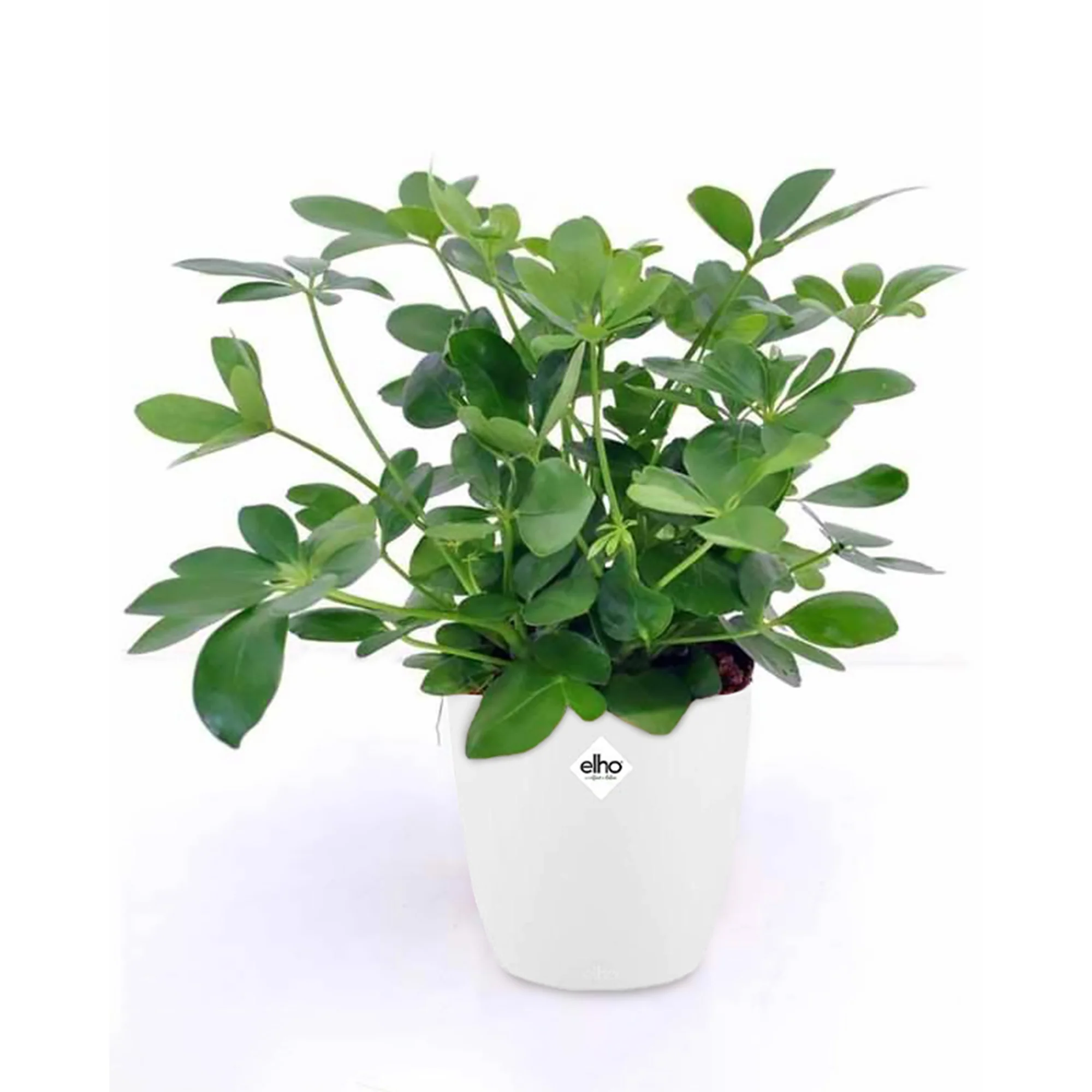 Schefflera + cache pot blanc 14 cm.
