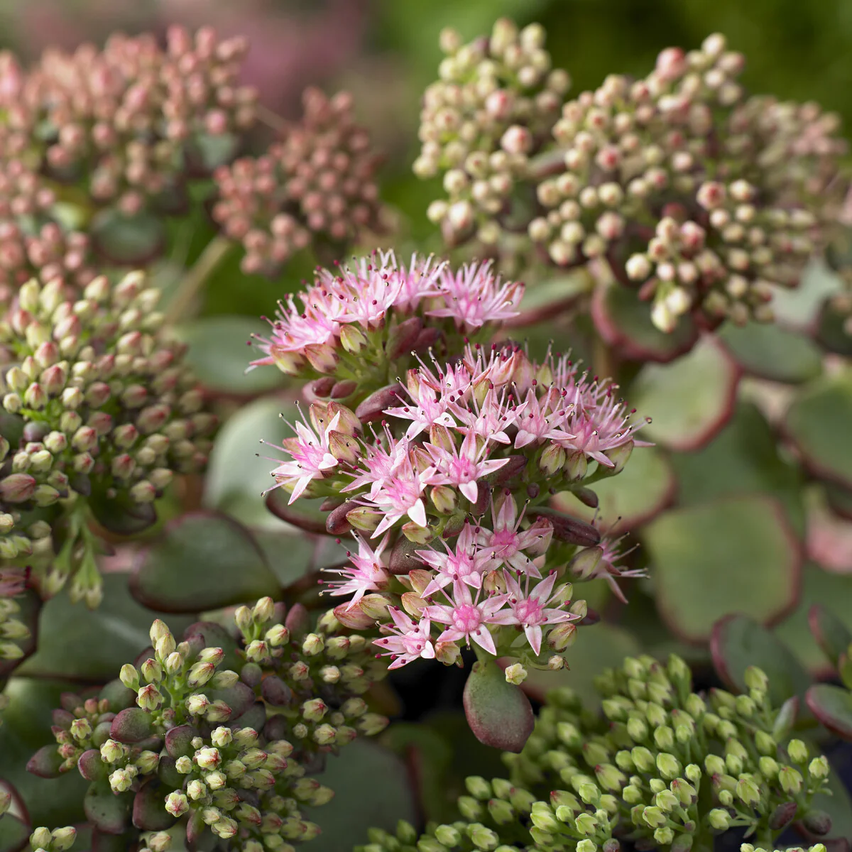 Sedum de Siebold - Image 3