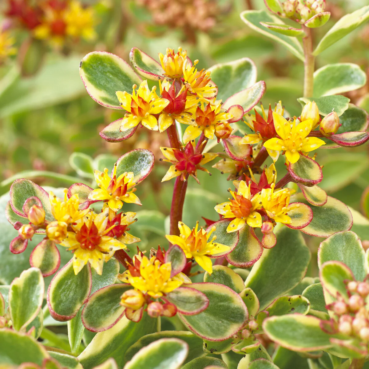 Sedum du Kamtschaka panaché - Image 3