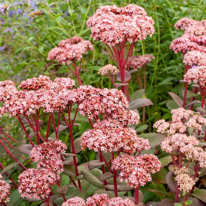 Sedum Matrona - Image 2