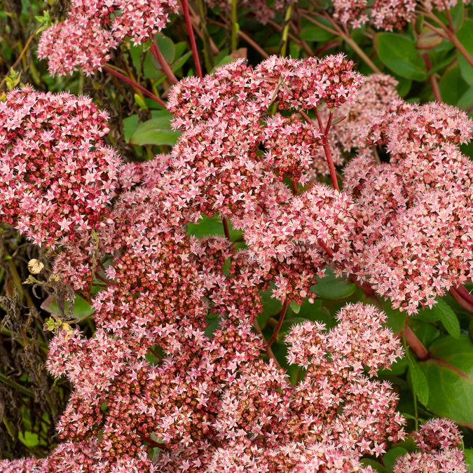 Sedum Matrona - Image 3