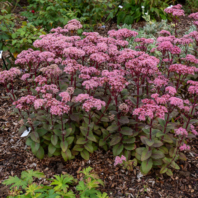 Sedum Matrona - Image 4