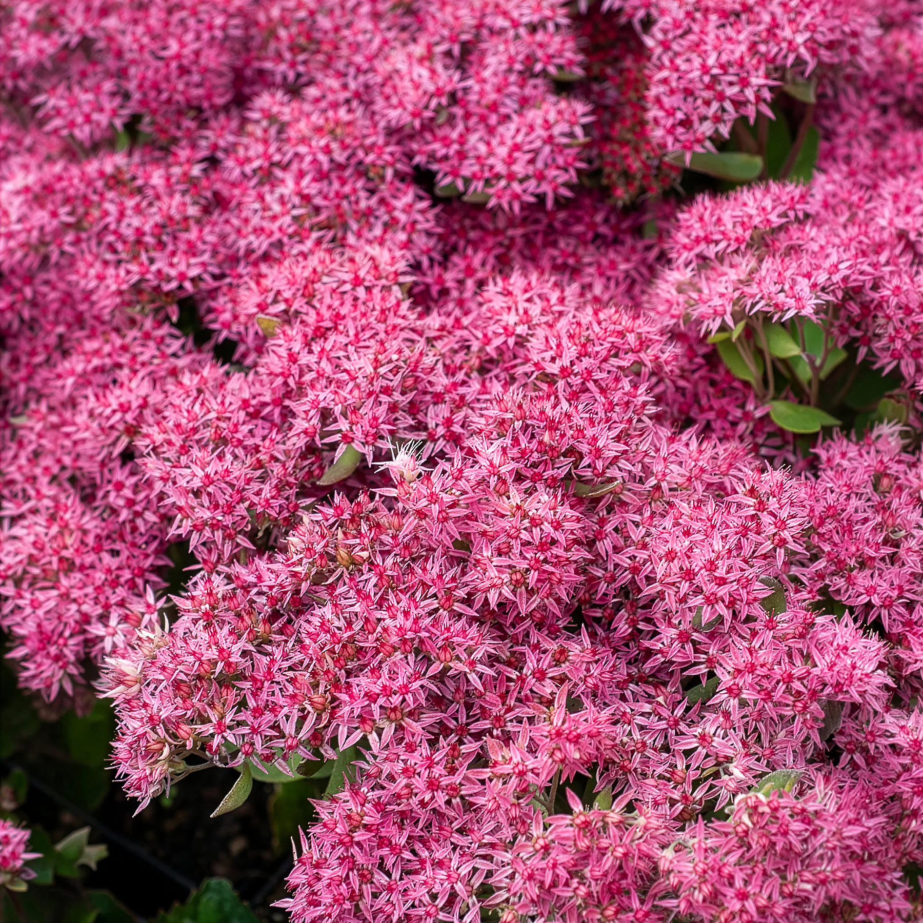 Sedum Mr Goodbud - Image 2