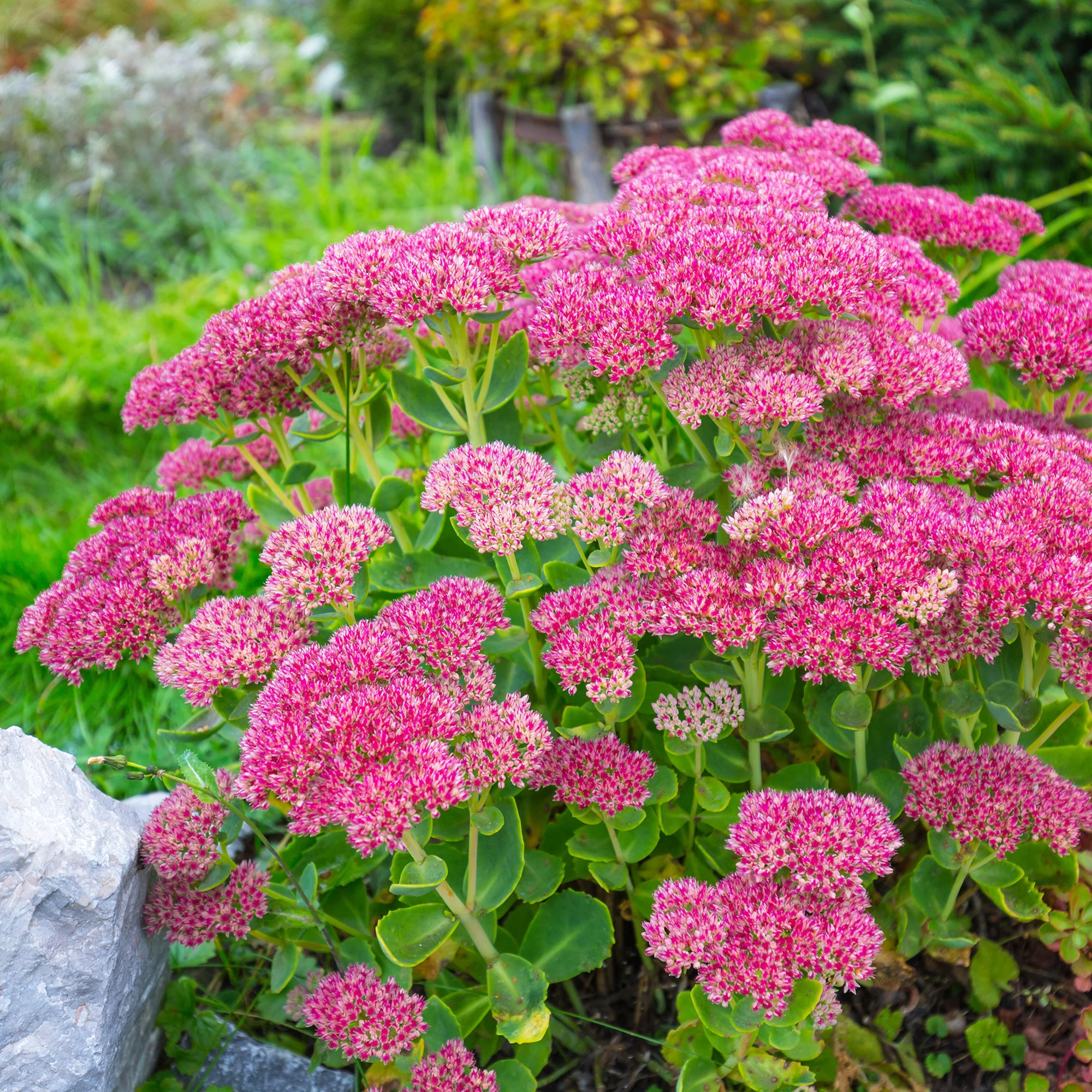 Sedum spectabile - Orpin d'automne
