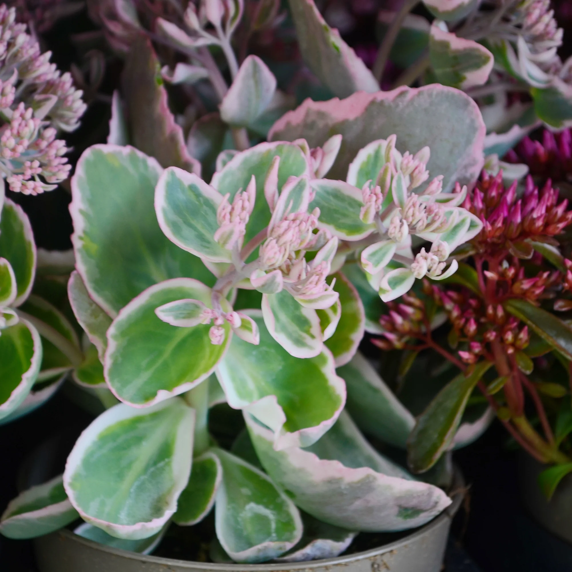 Sedum spurium panaché - Image 3