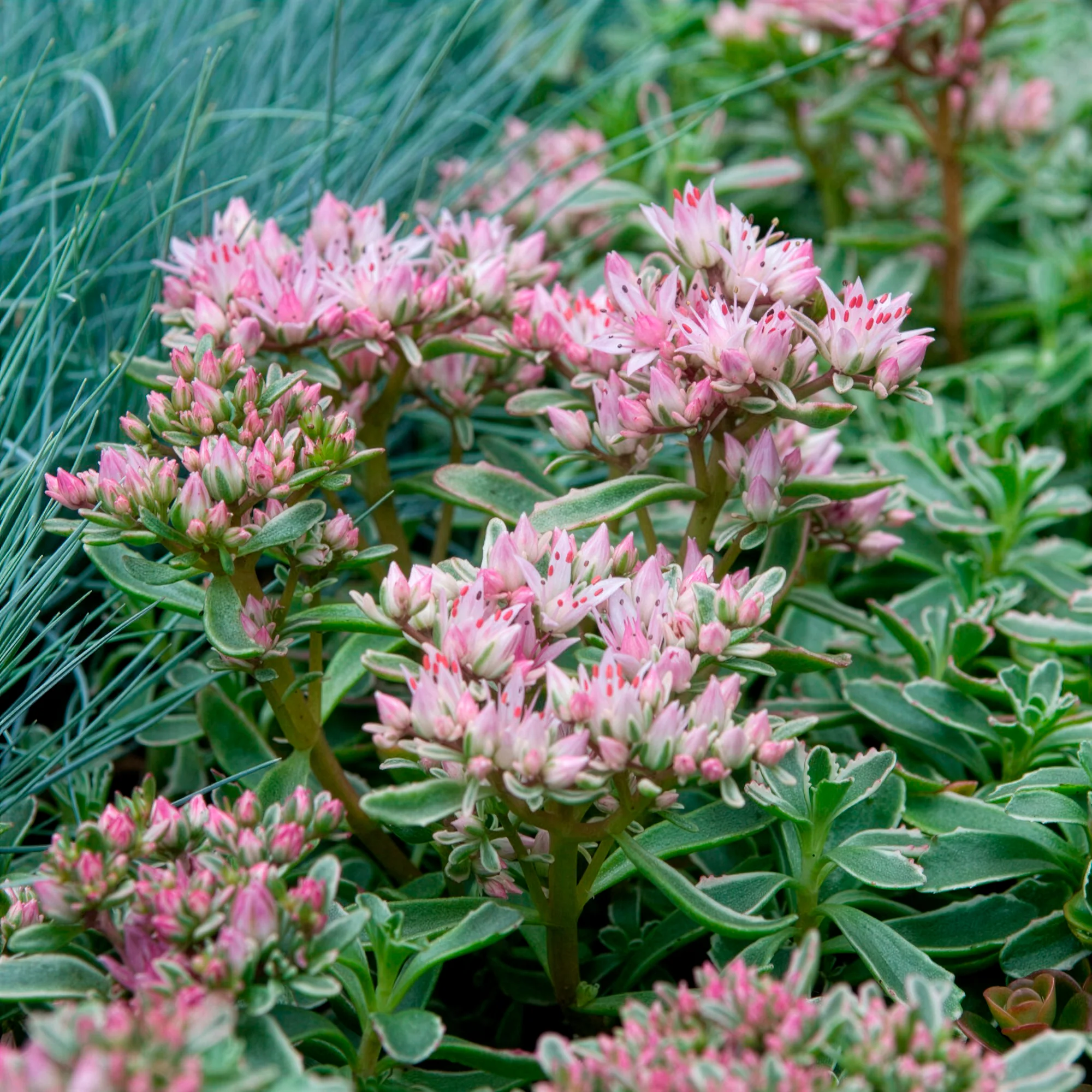 Sedum spurium panaché - Image 6