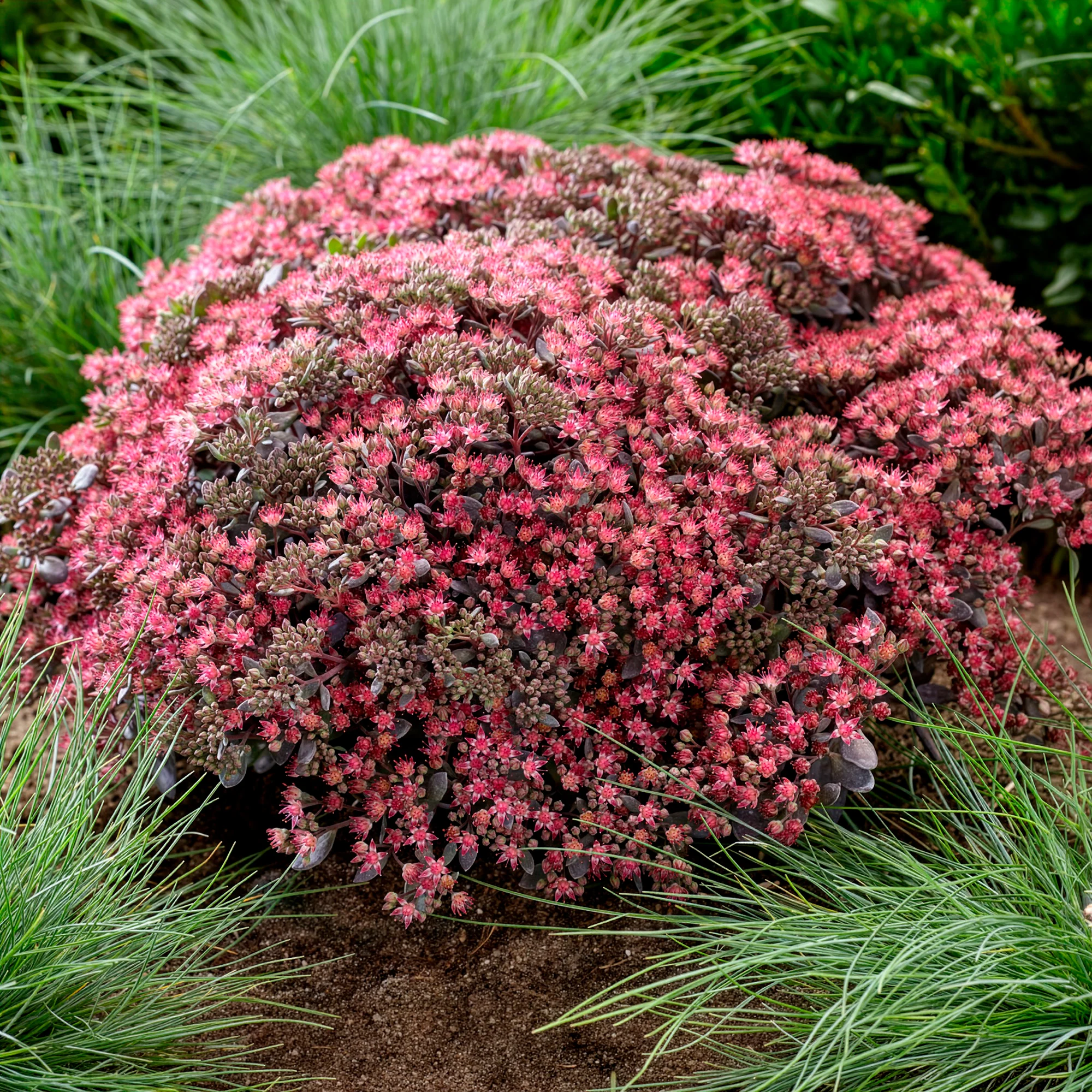 Sedum Sunsparkler® Dazzleberry - Image 2