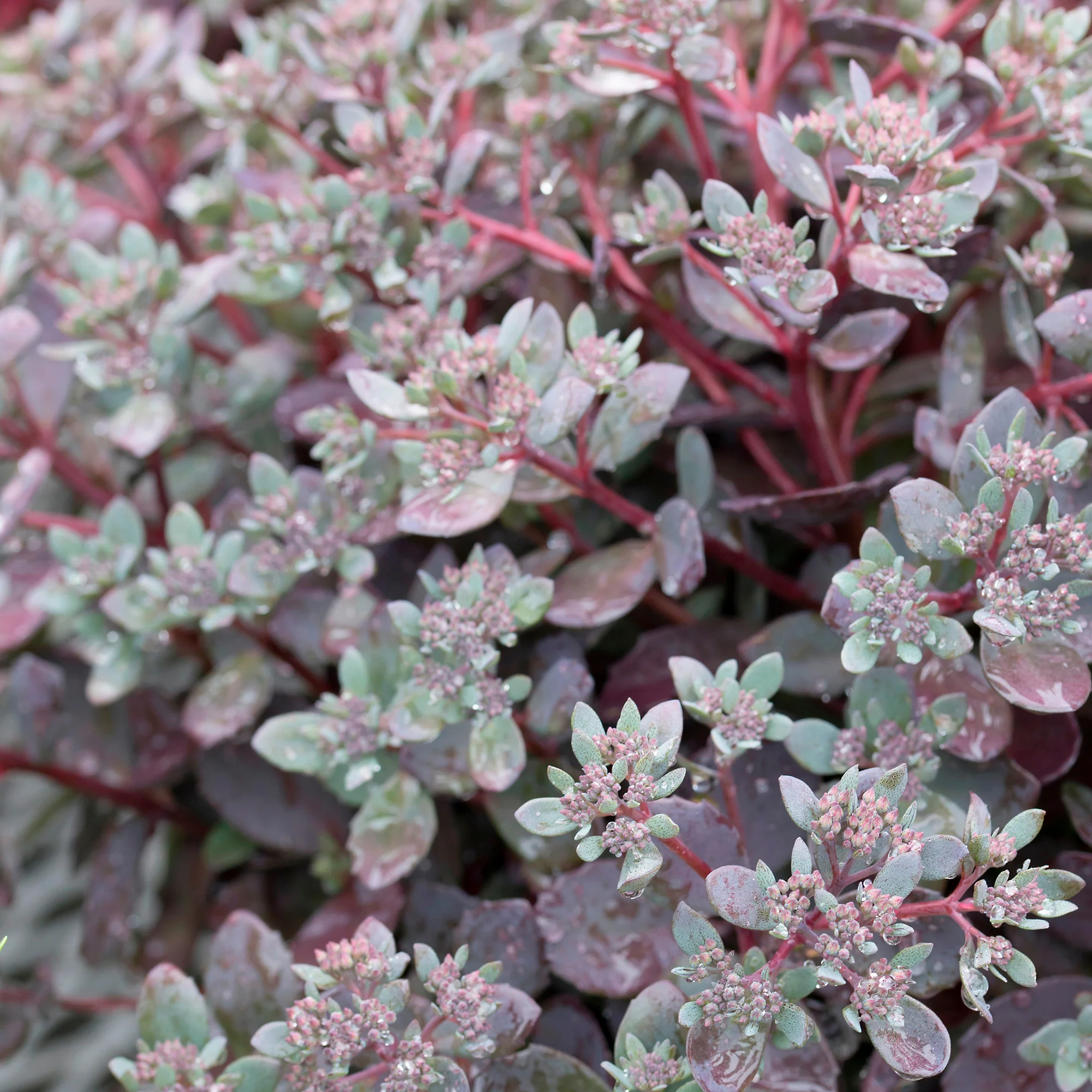 Sedum Sunsparkler® Dazzleberry - Image 3