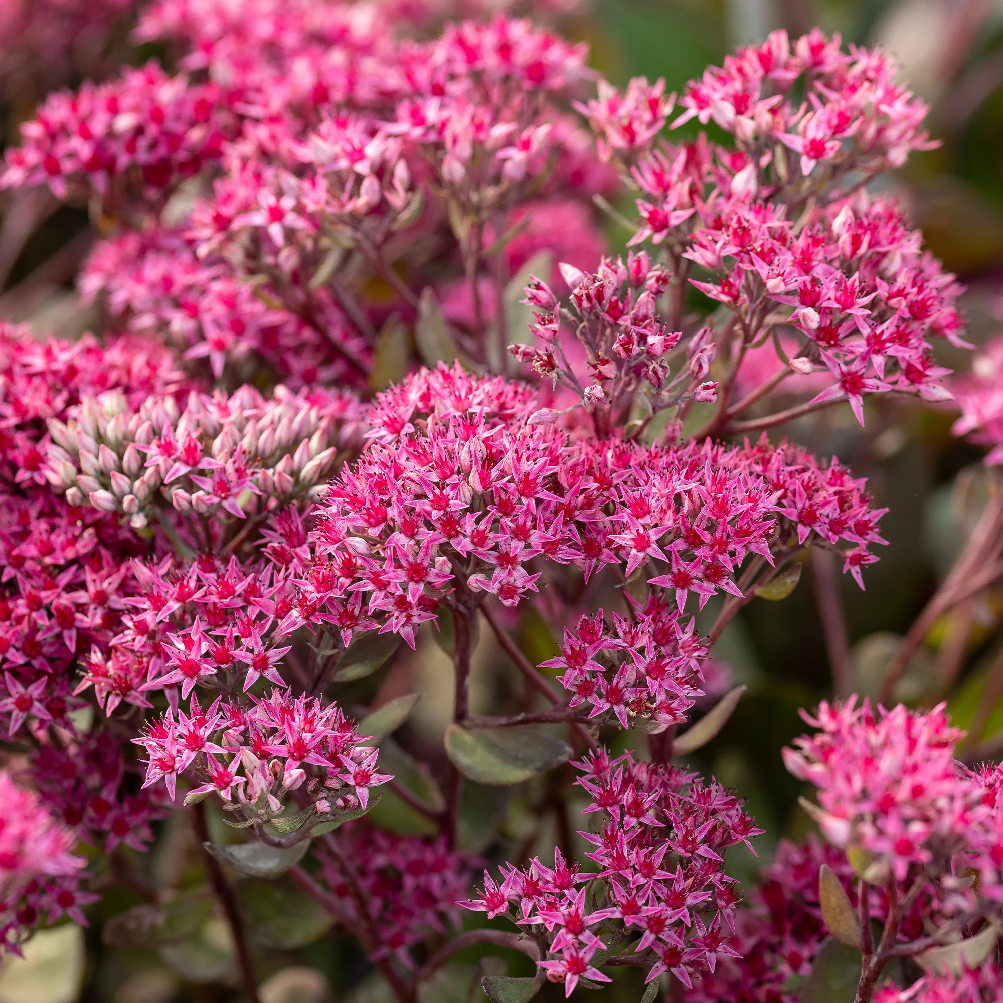 Sedum Thunderhead - Image 2