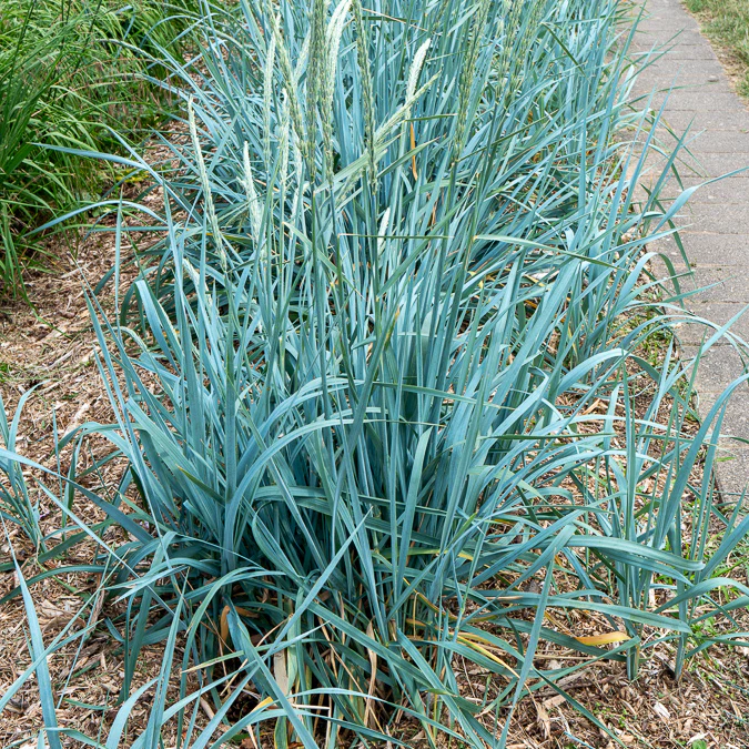 Seigle de mer - Image 4