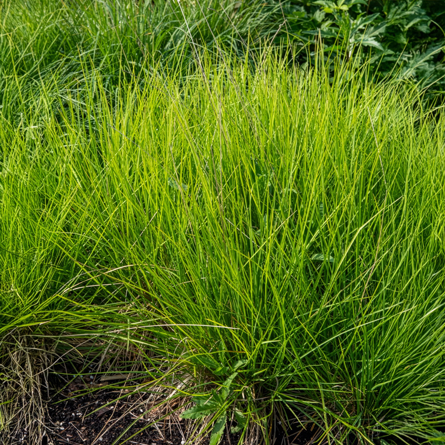 Seslérie des landes