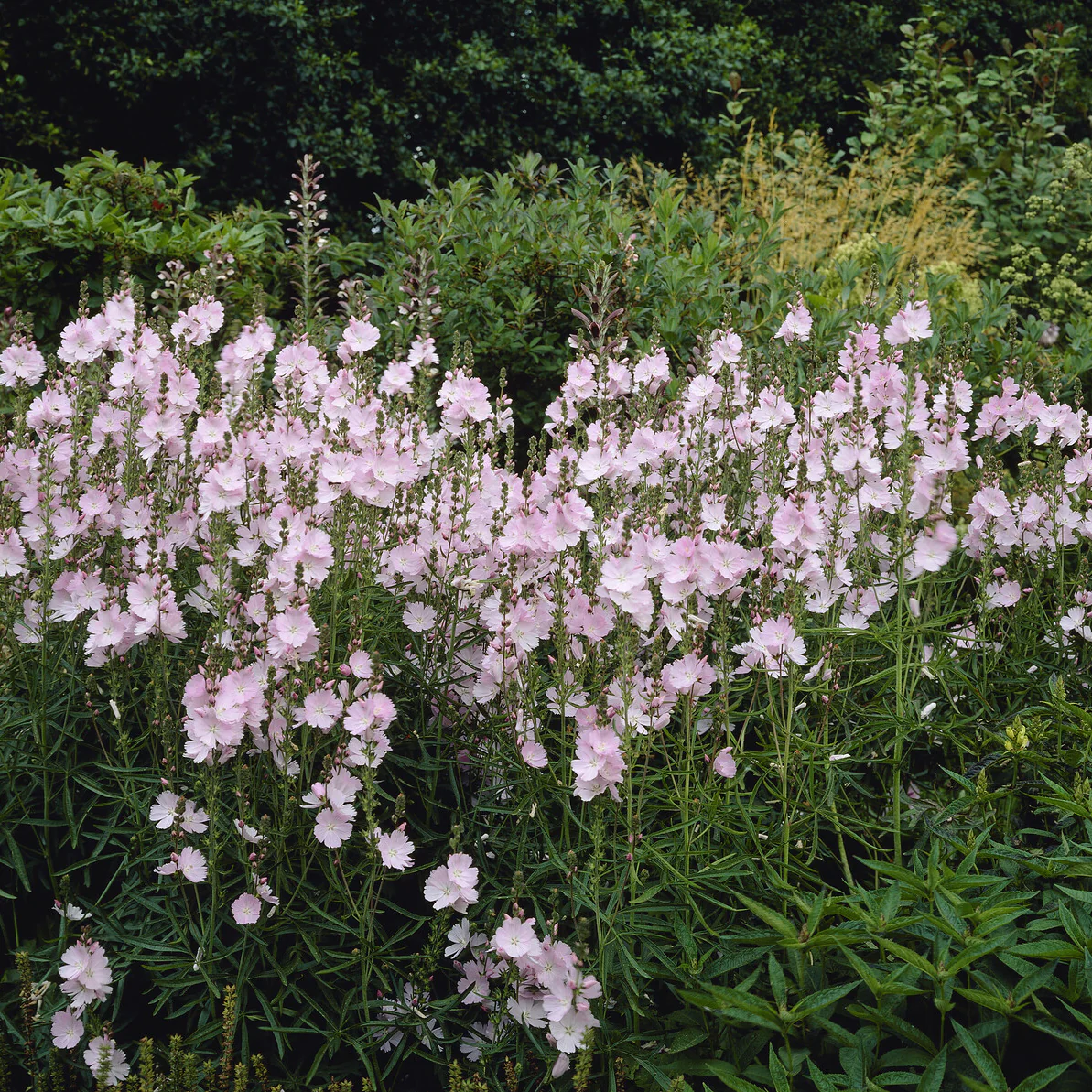 Sidalcea Elsie Heugh - Image 2