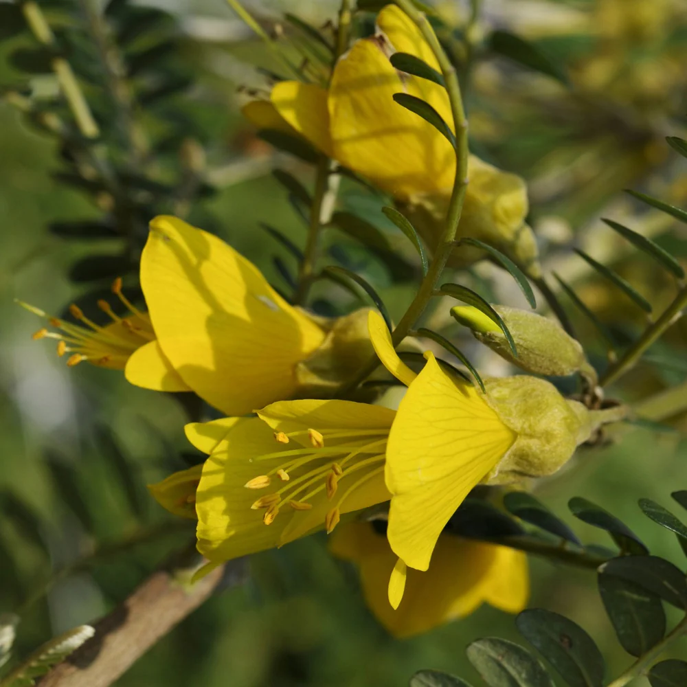 Sophora à petites feuilles 'Sun King' - Image 4
