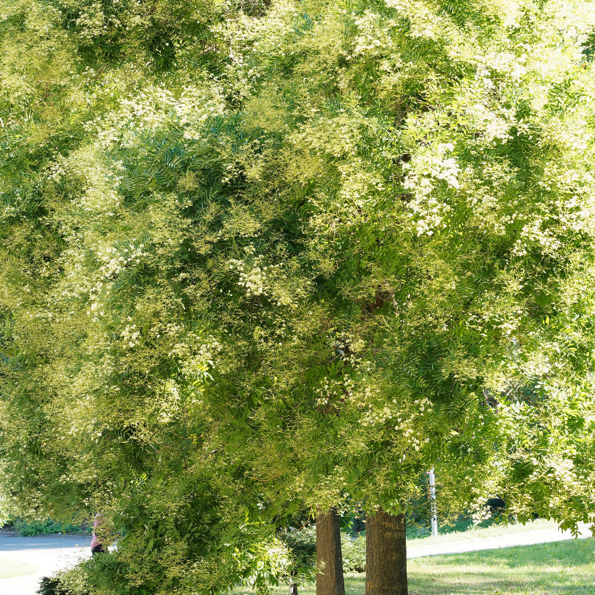 Sophora du Japon