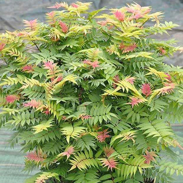 Sorbaire Pink Hopi®