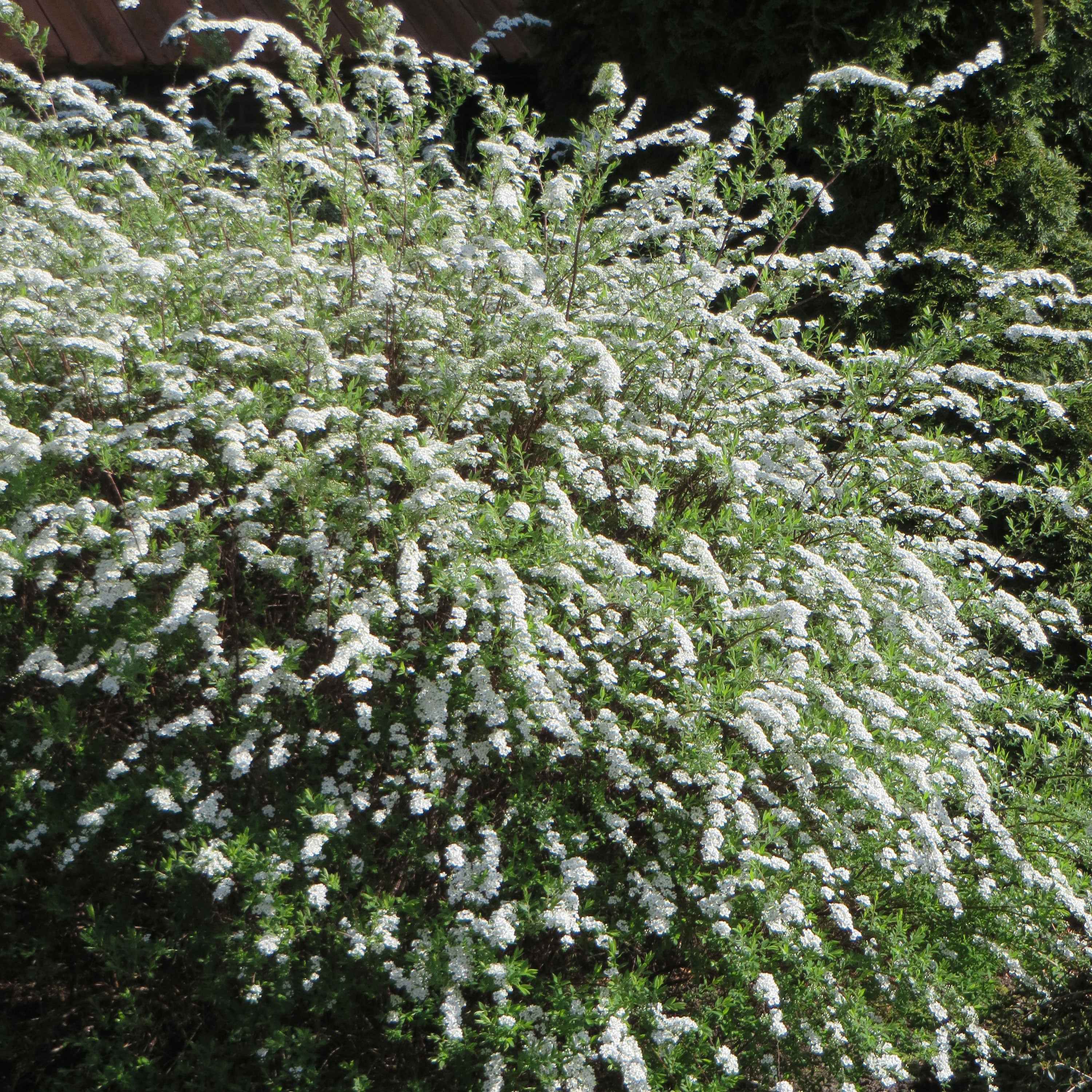 Spirée 'Grefsheim'