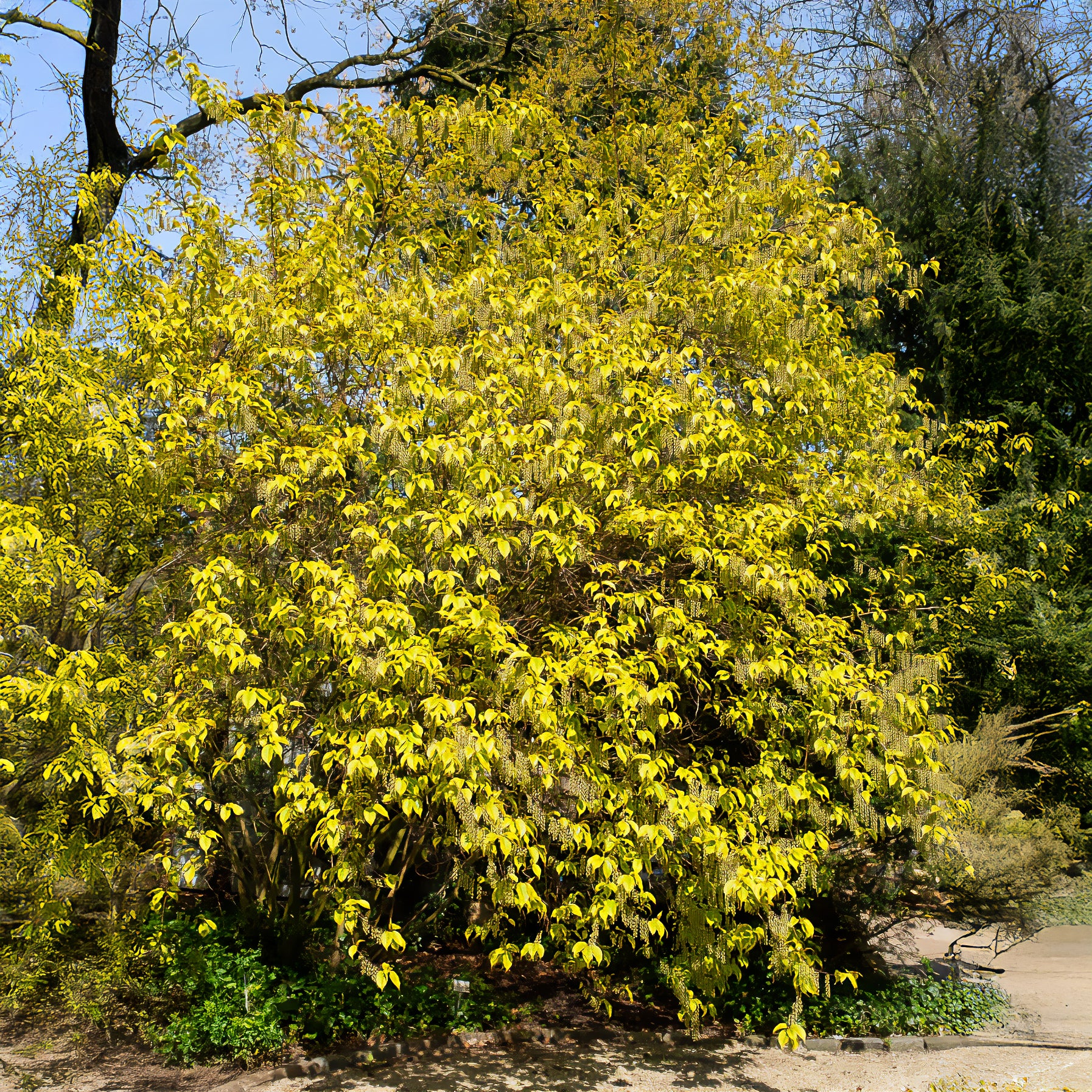 Stachyurus chinensis Joy Forever