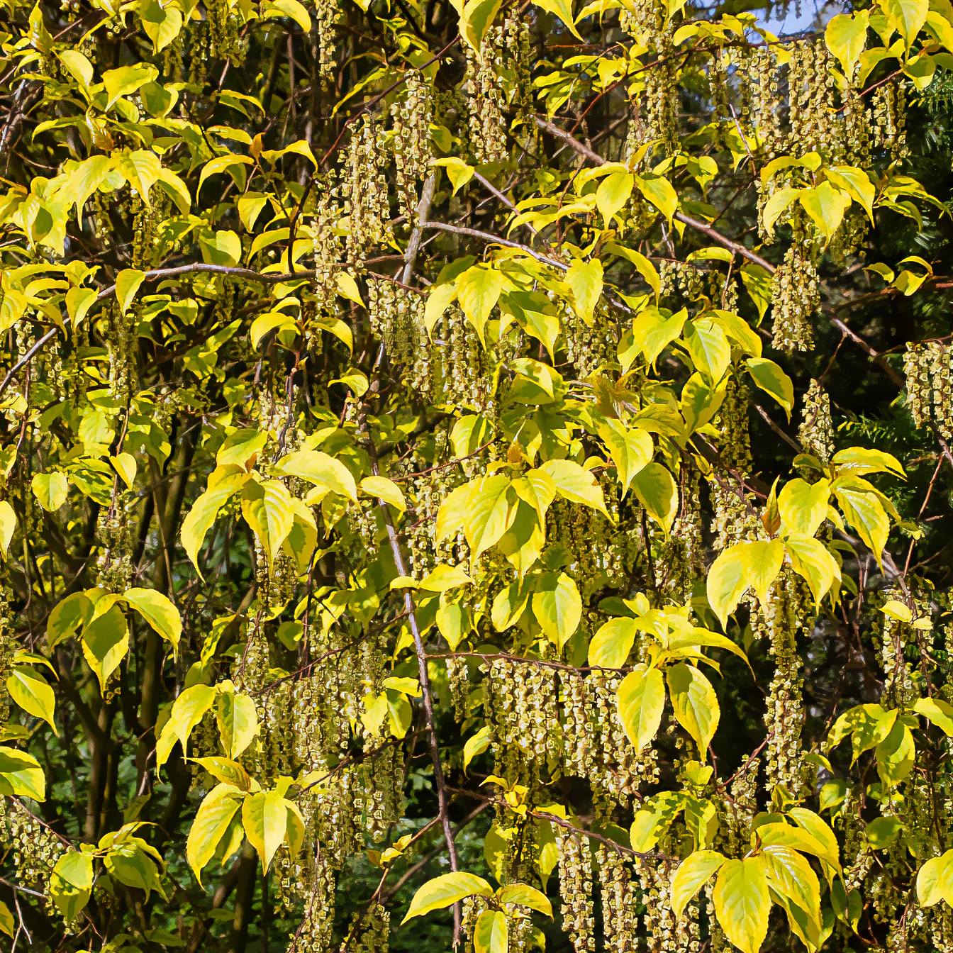 Stachyurus chinensis Joy Forever - Image 2
