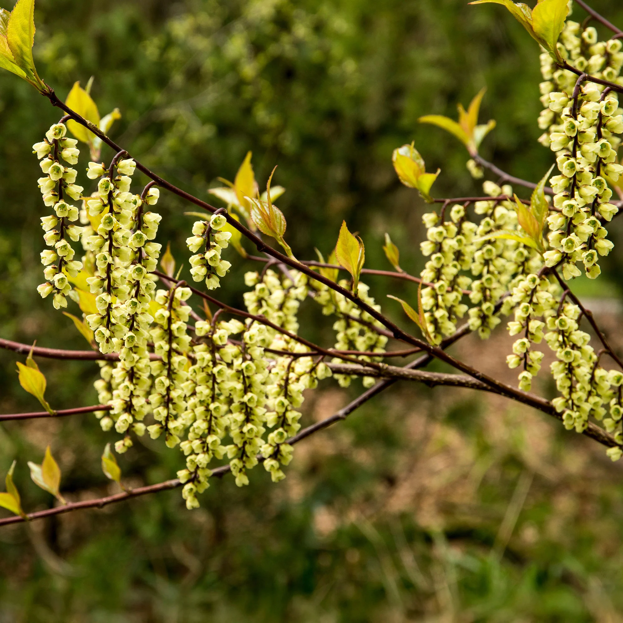 Stachyurus chinensis Joy Forever - Image 3