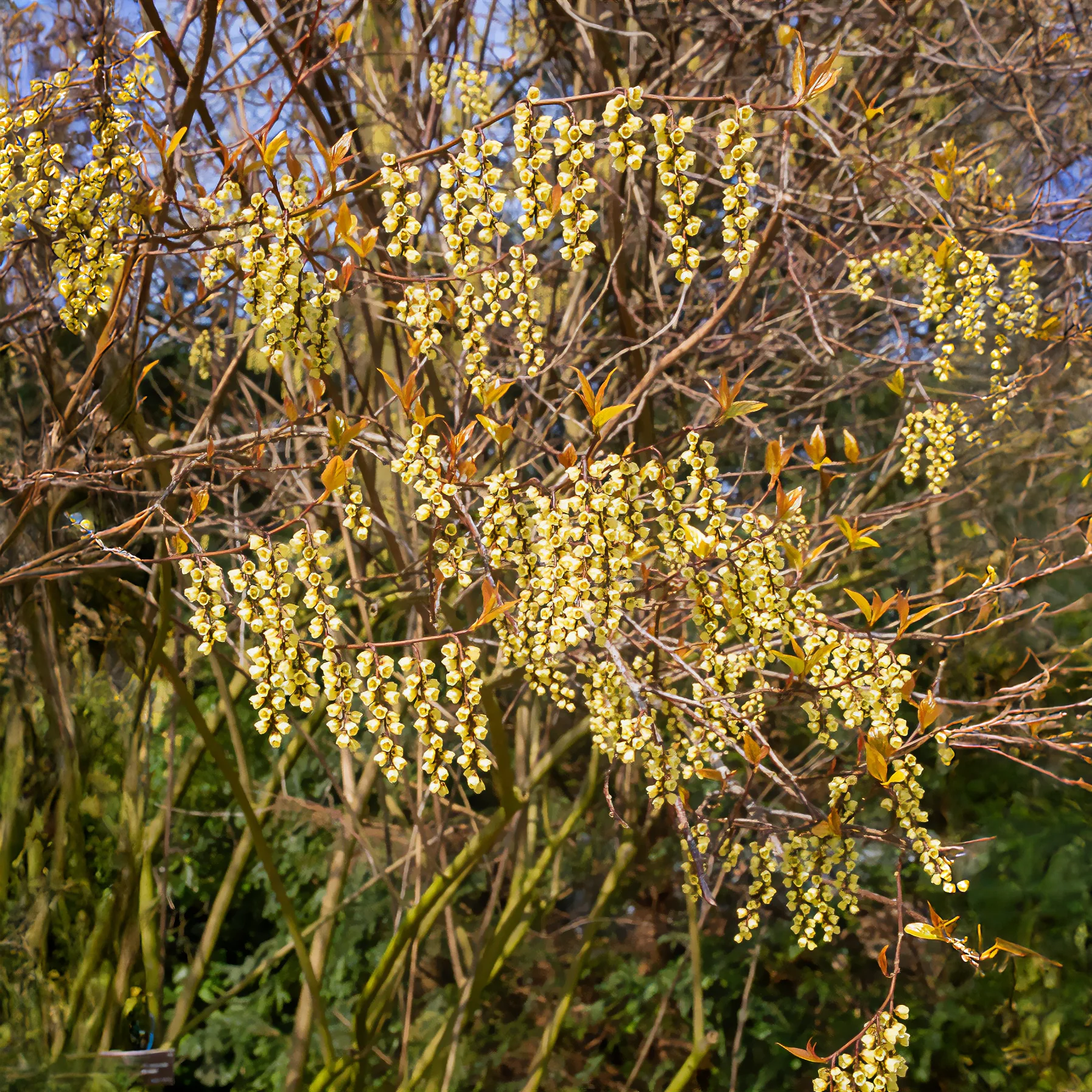 Stachyurus chinensis Joy Forever - Image 4