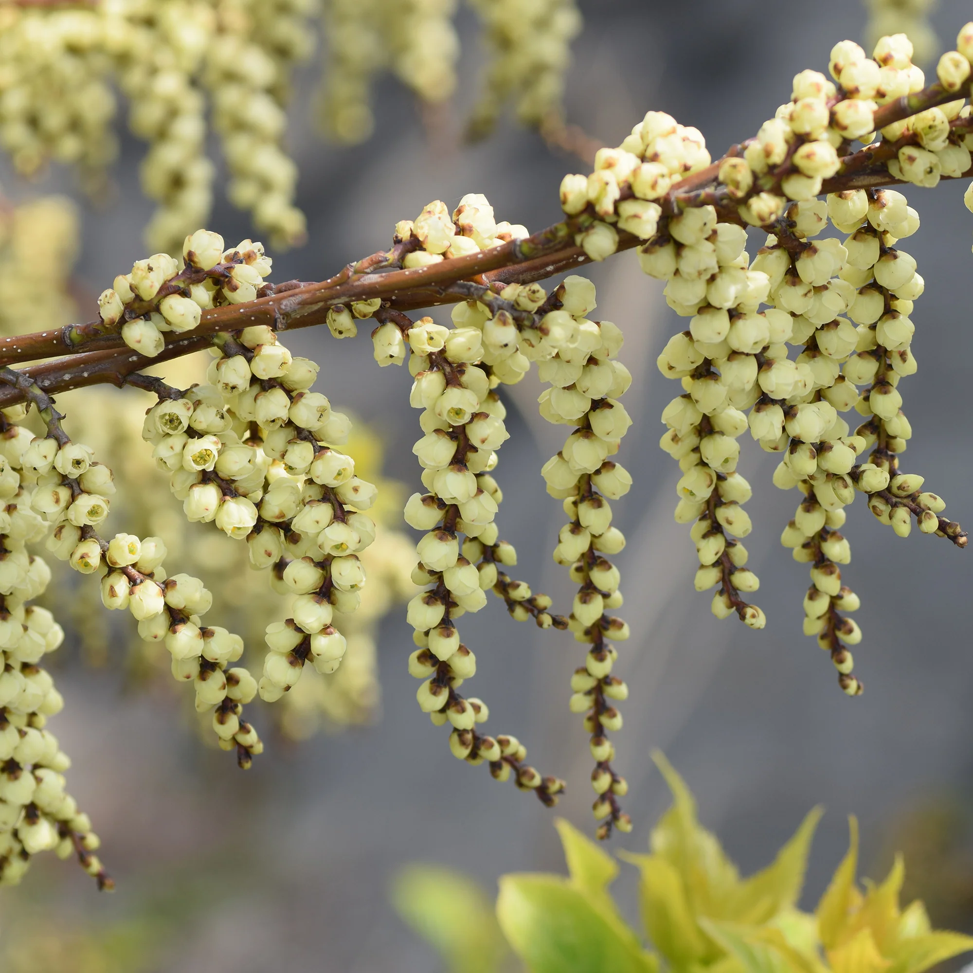 Stachyurus chinensis Joy Forever - Image 5