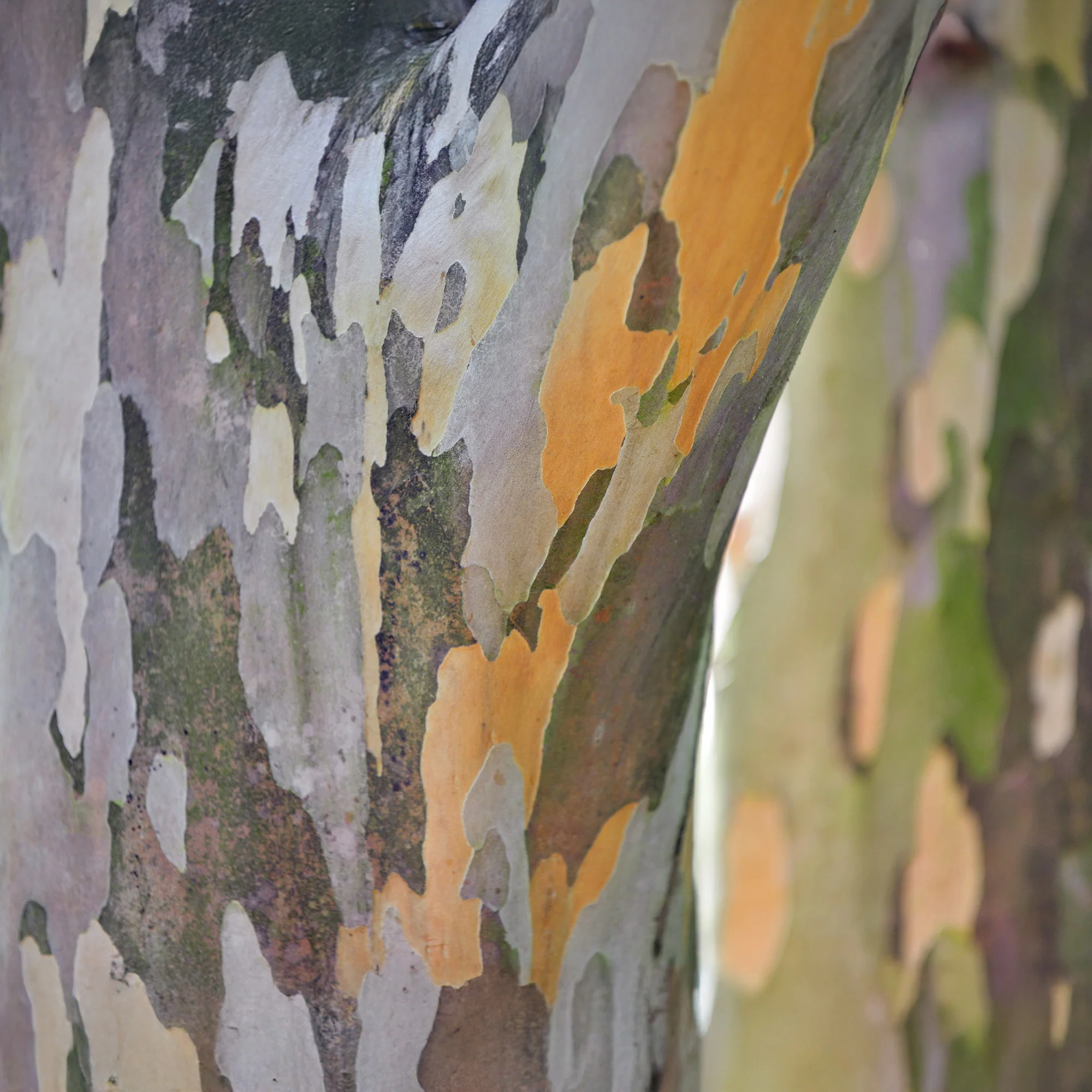 Stewartia - Image 4
