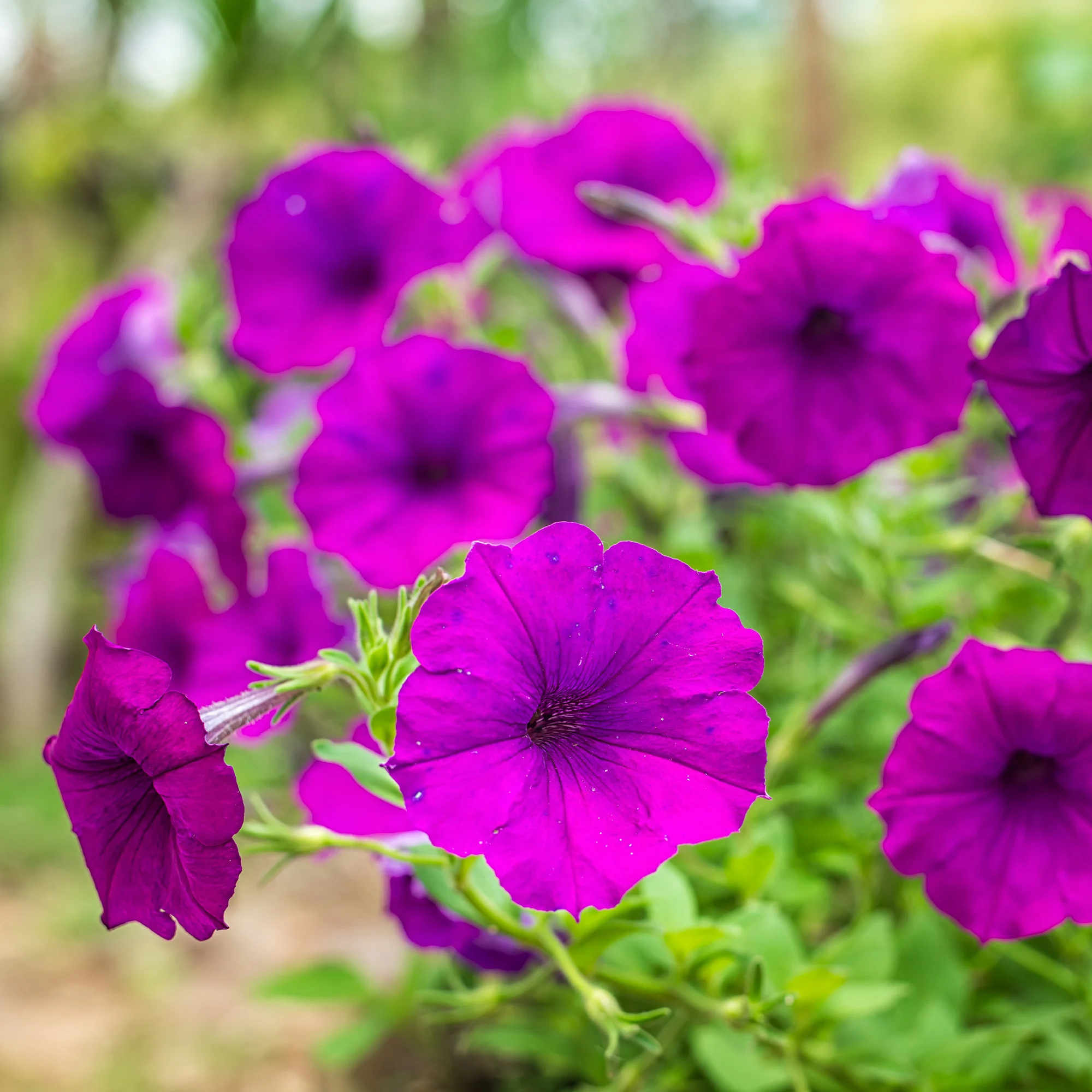 Surfinia violette
