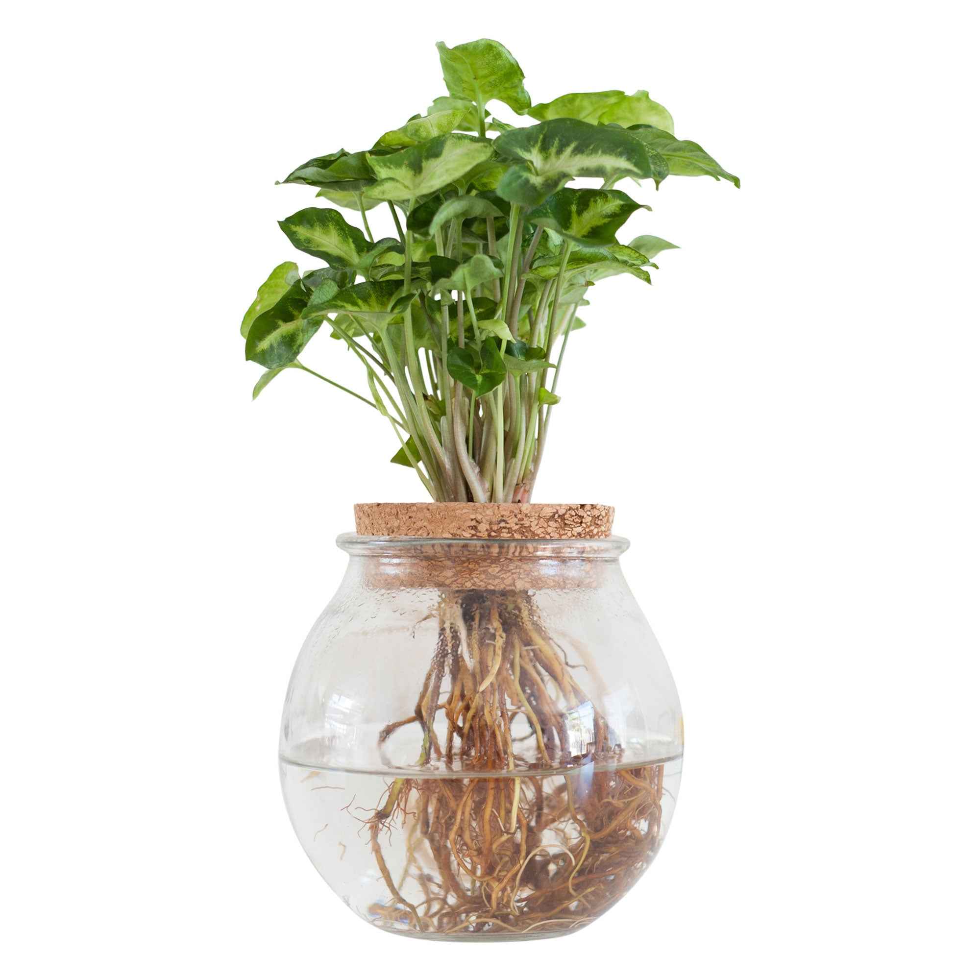 Syngonium et son ampoule vase - Image 2