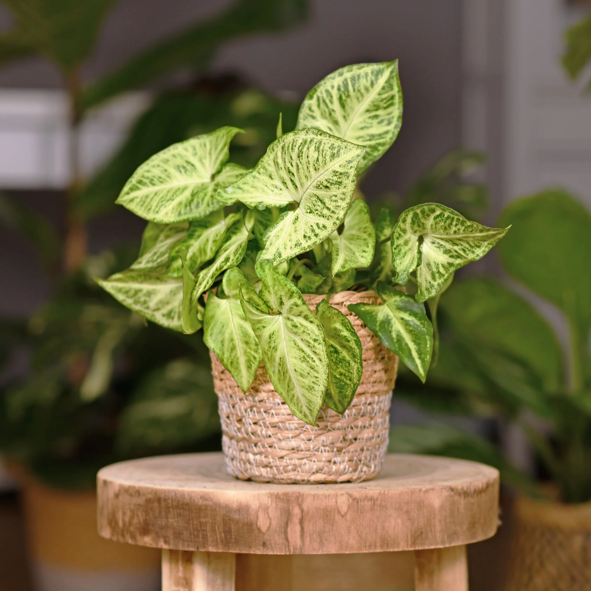 Syngonium panaché Patte d'oie - Image 2