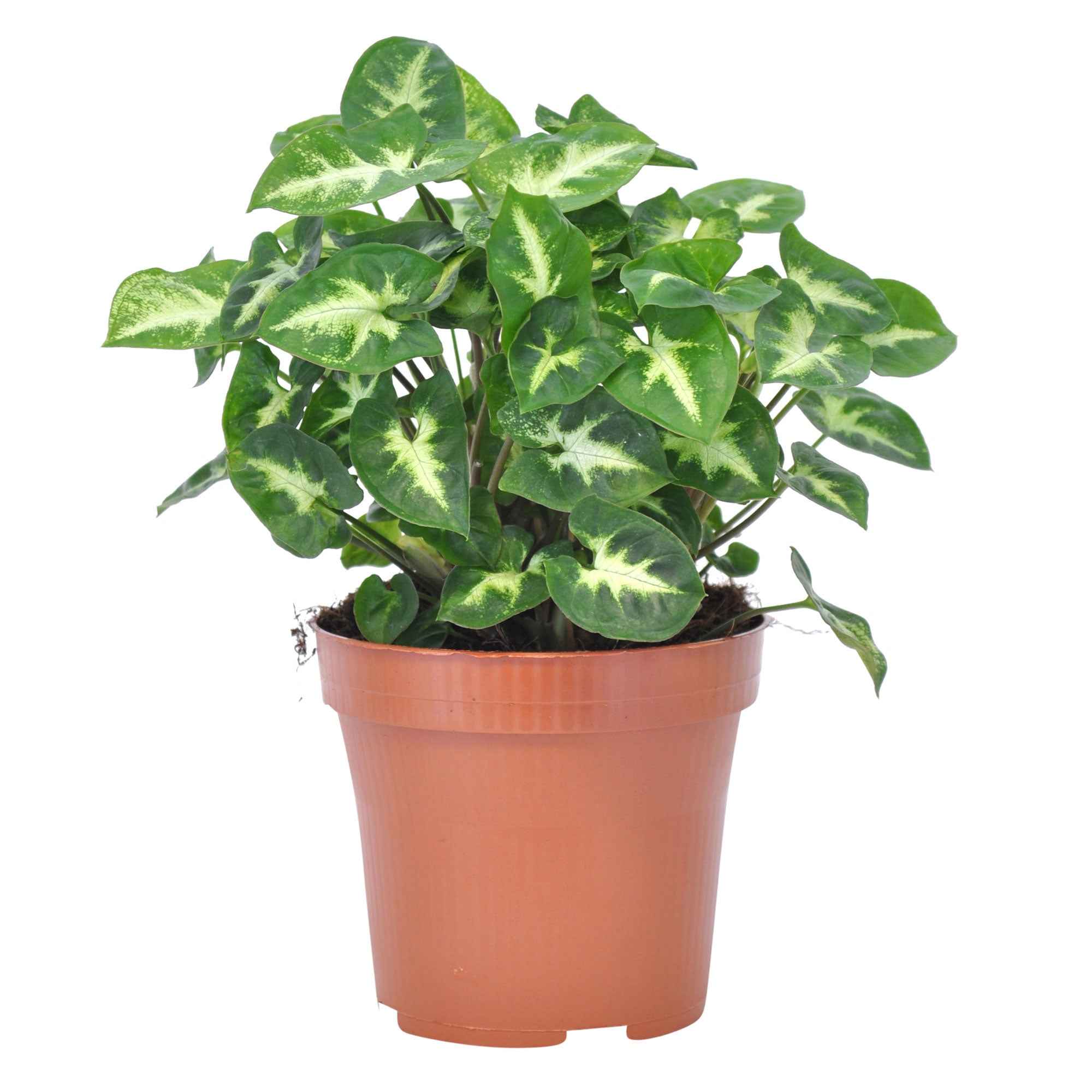Syngonium 'Pixie' - Image 3