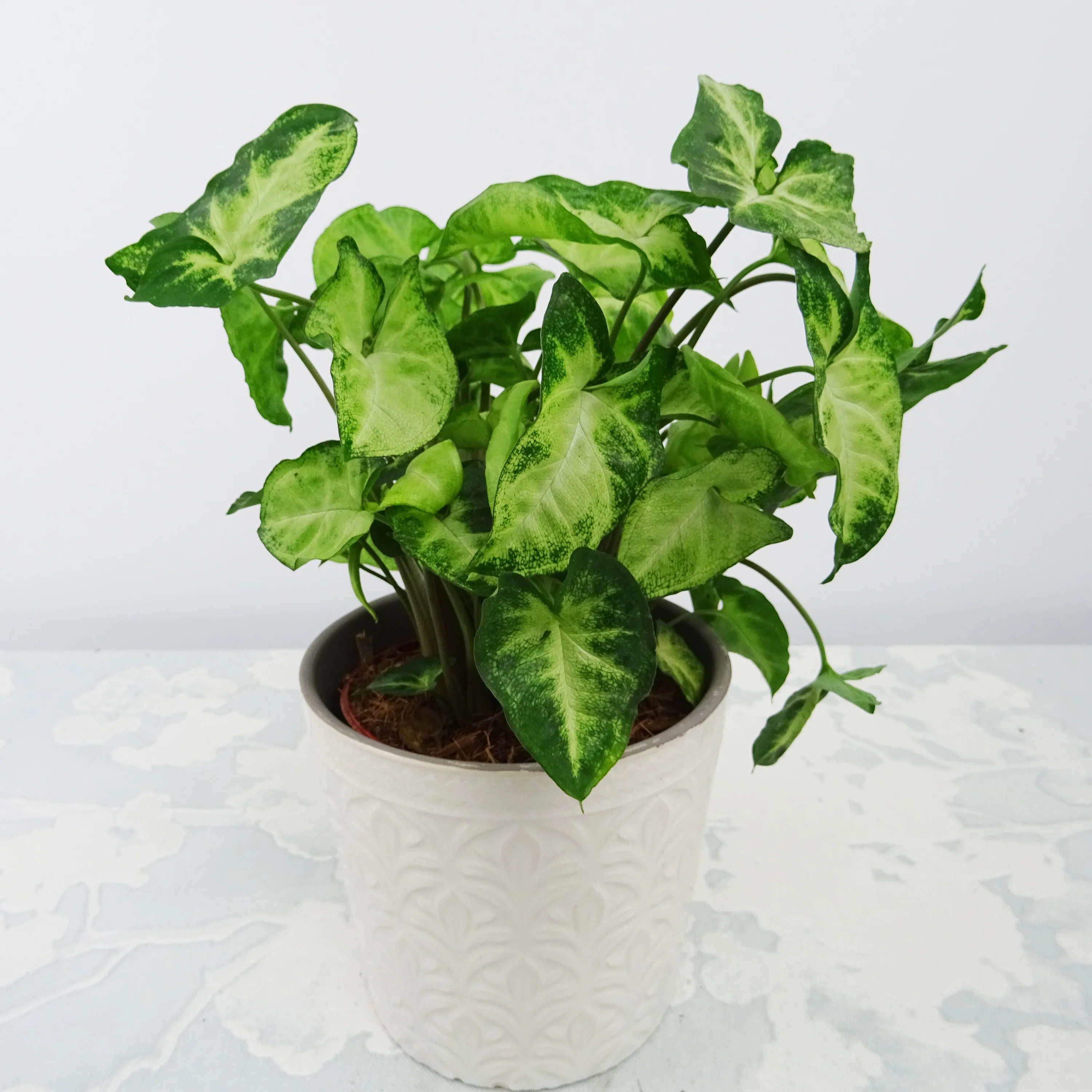 Syngonium Pixie + cache pot blanc 14 cm. - Image 2