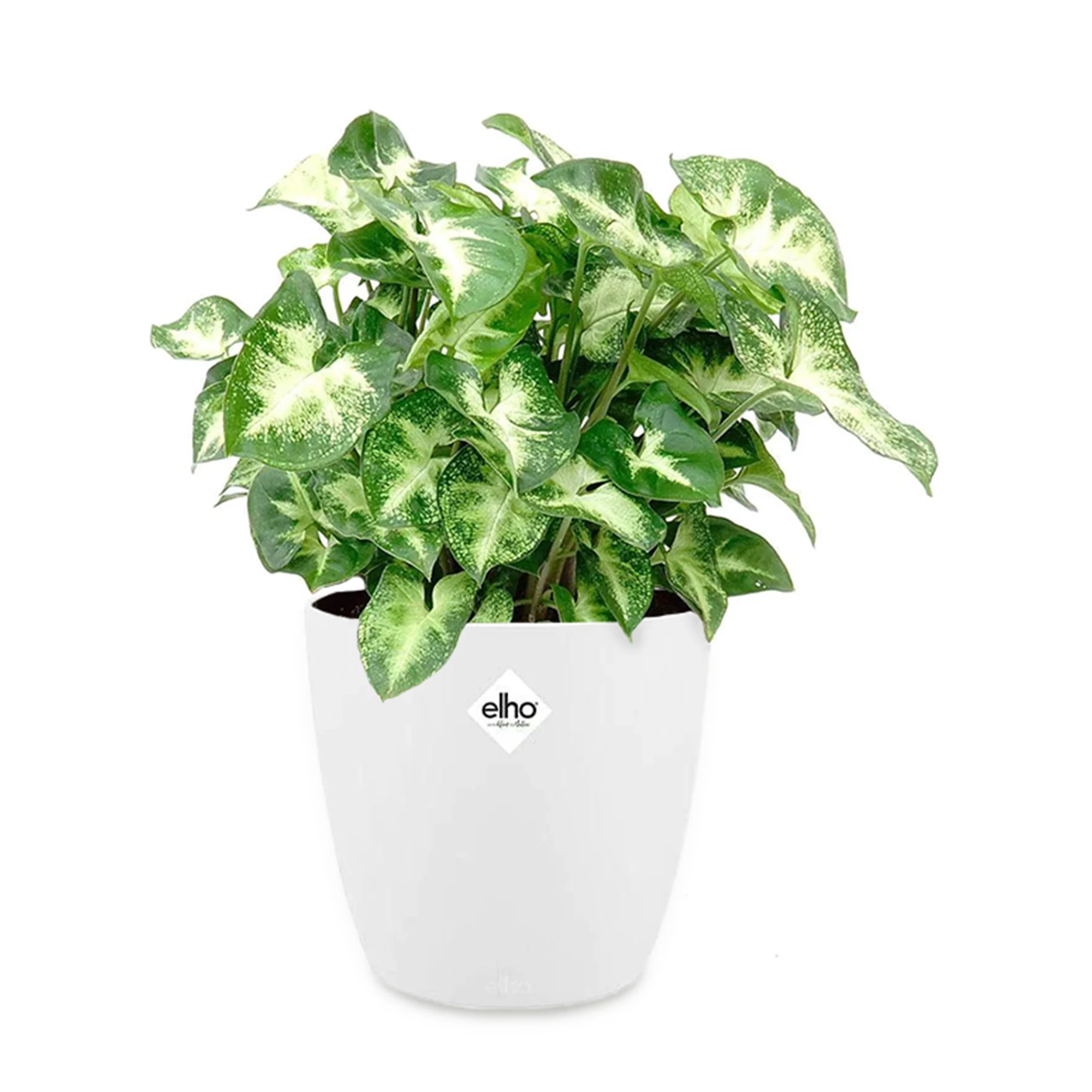 Syngonium Pixie + cache pot blanc 14 cm. - Image 3