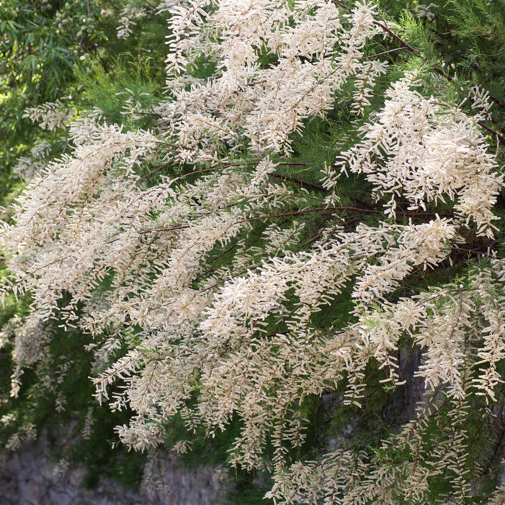Tamaris ramosissima blanc