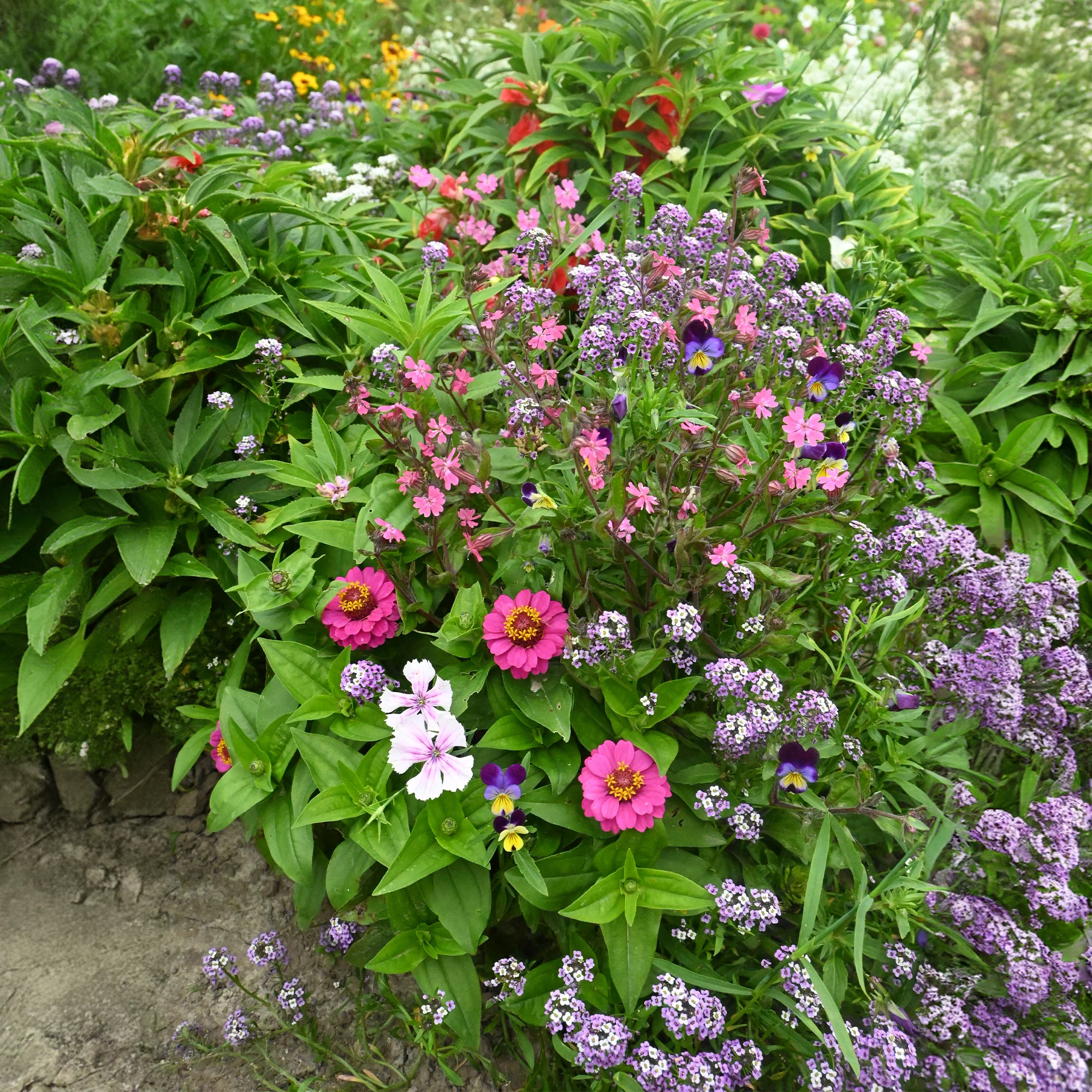 Tapis de fleurs spécial jardinières - Image 2