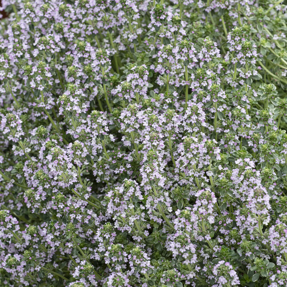 Thym citron Silver Queen - Image 3