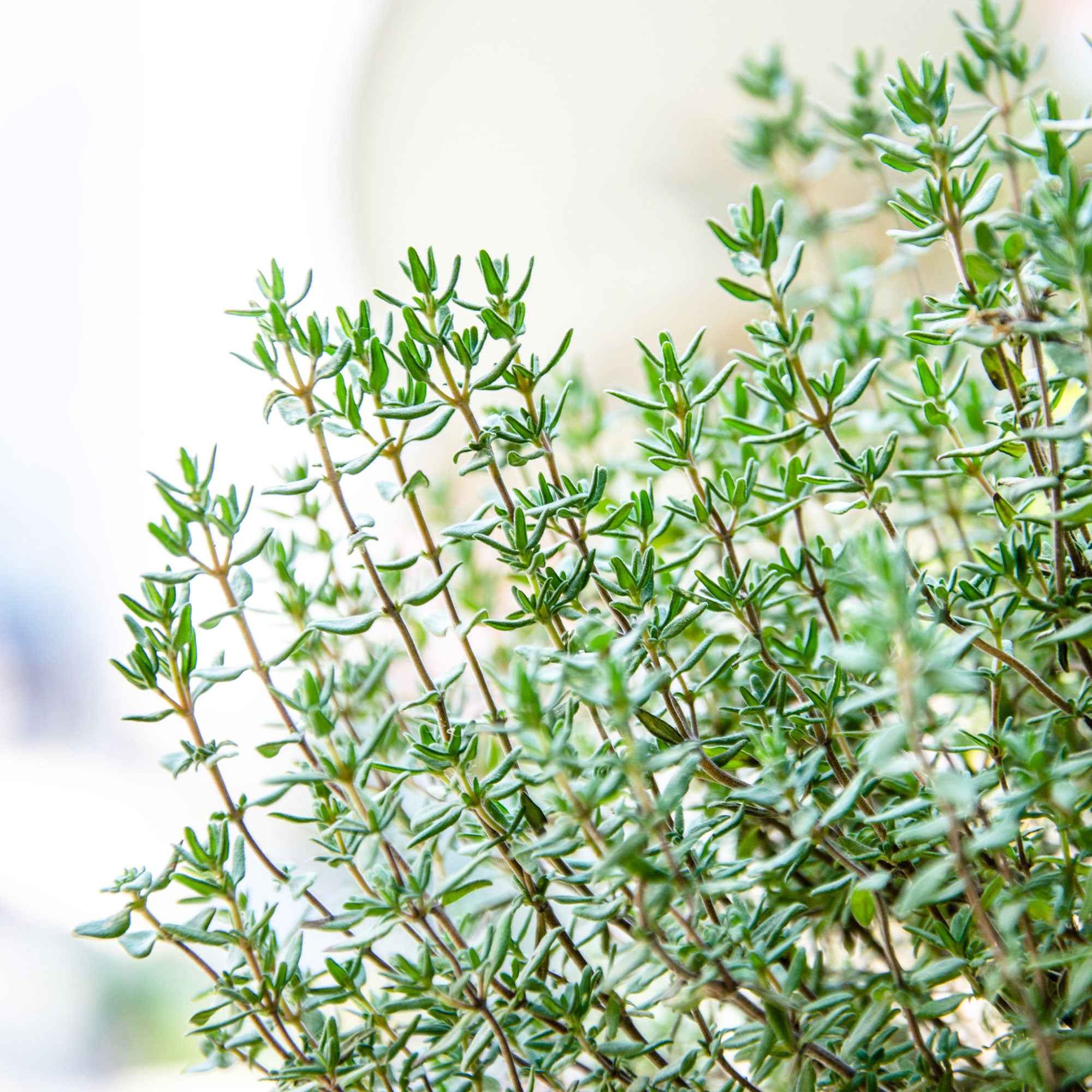 Thym d'été