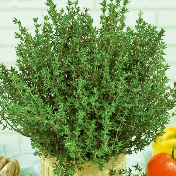 Thym d'été - Image 2