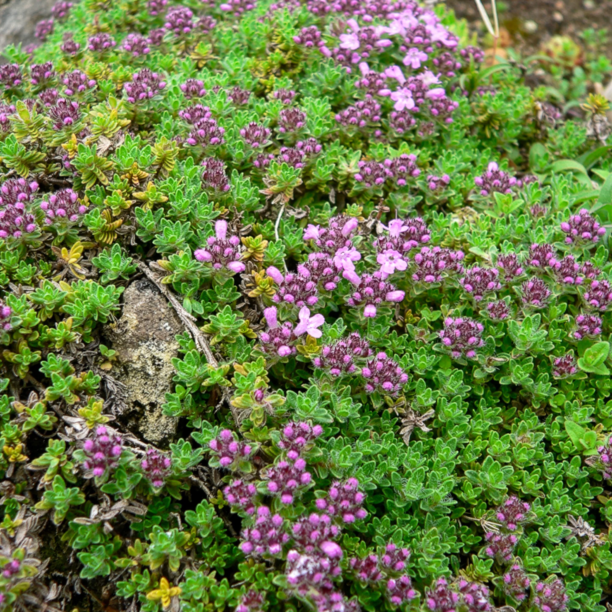Thym précoce Bressingham