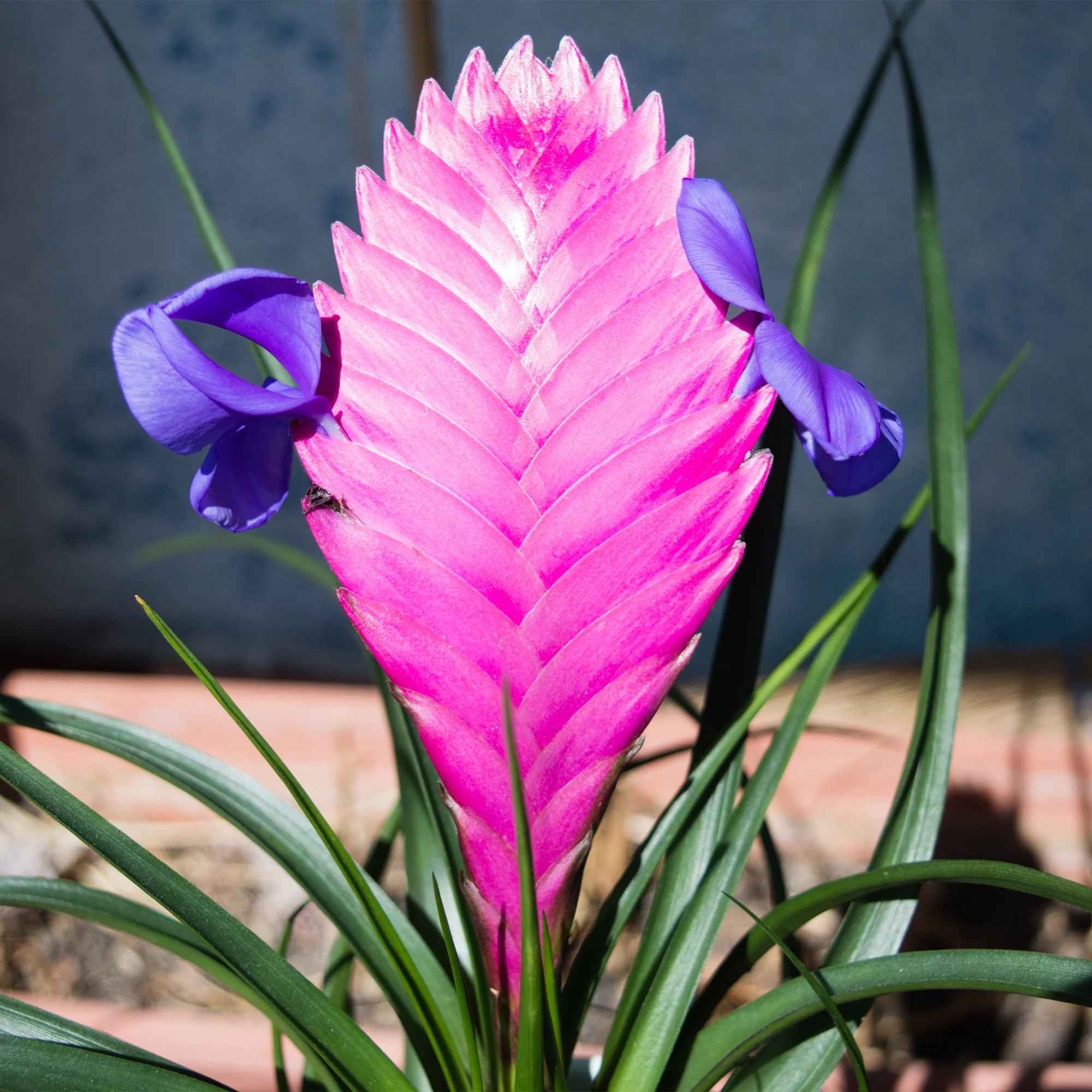 Tillandsia bleu - Image 2