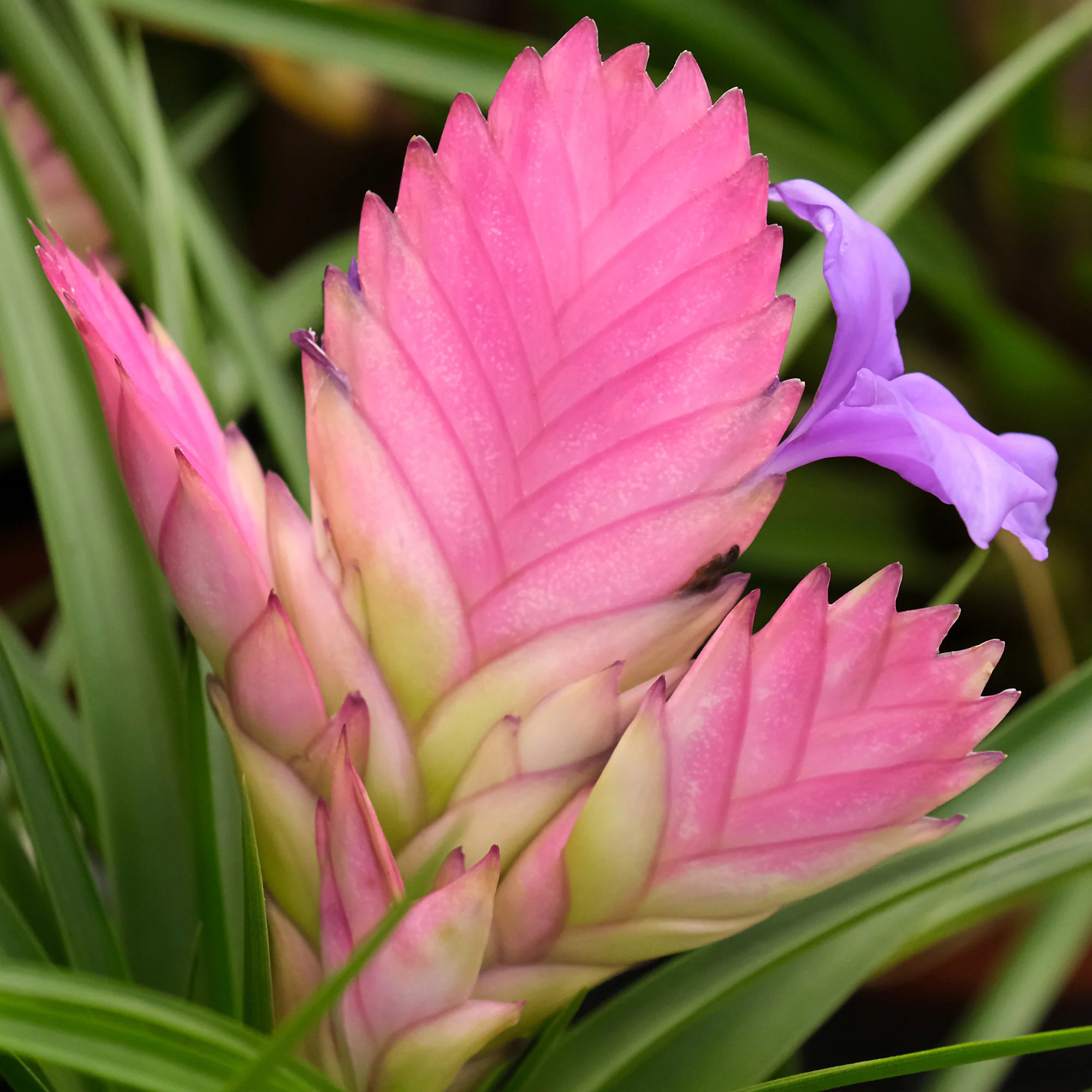 Tillandsia bleu - Image 4