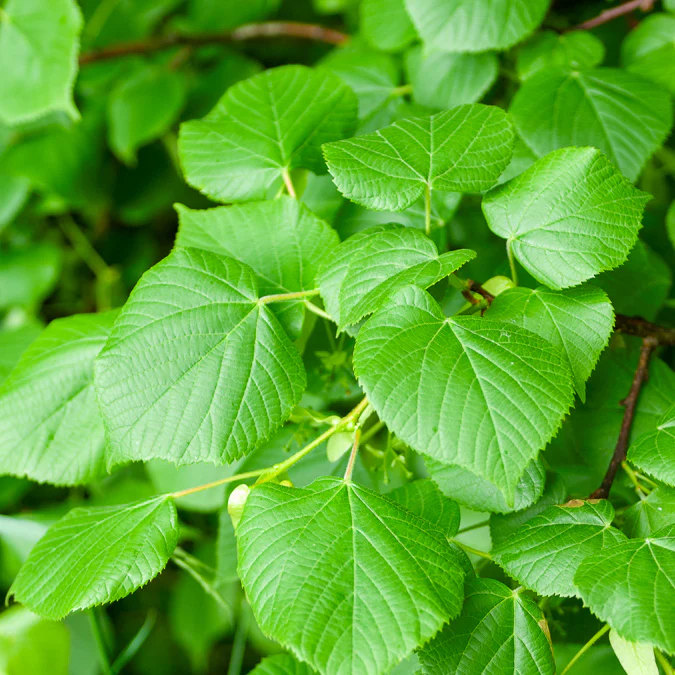 Tilleul à grandes feuilles - Image 3