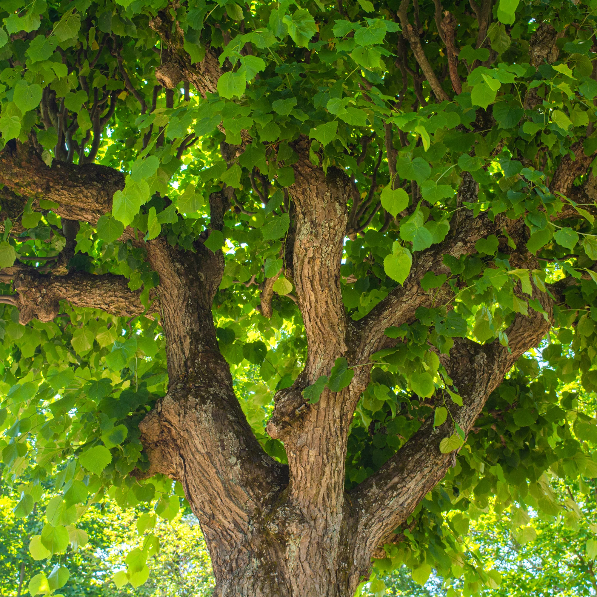 Tilleul à grandes feuilles - Image 4