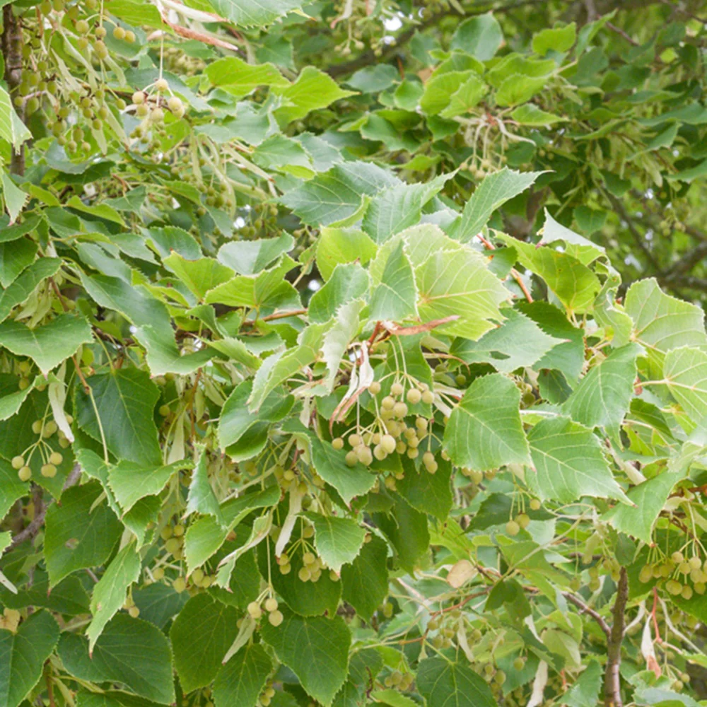 Tilleul à petites feuilles - Image 3