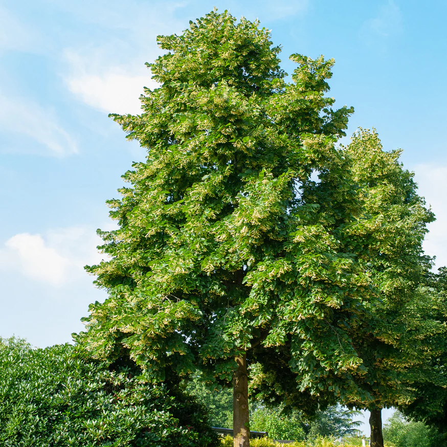 Tilleul d'Amérique Nova