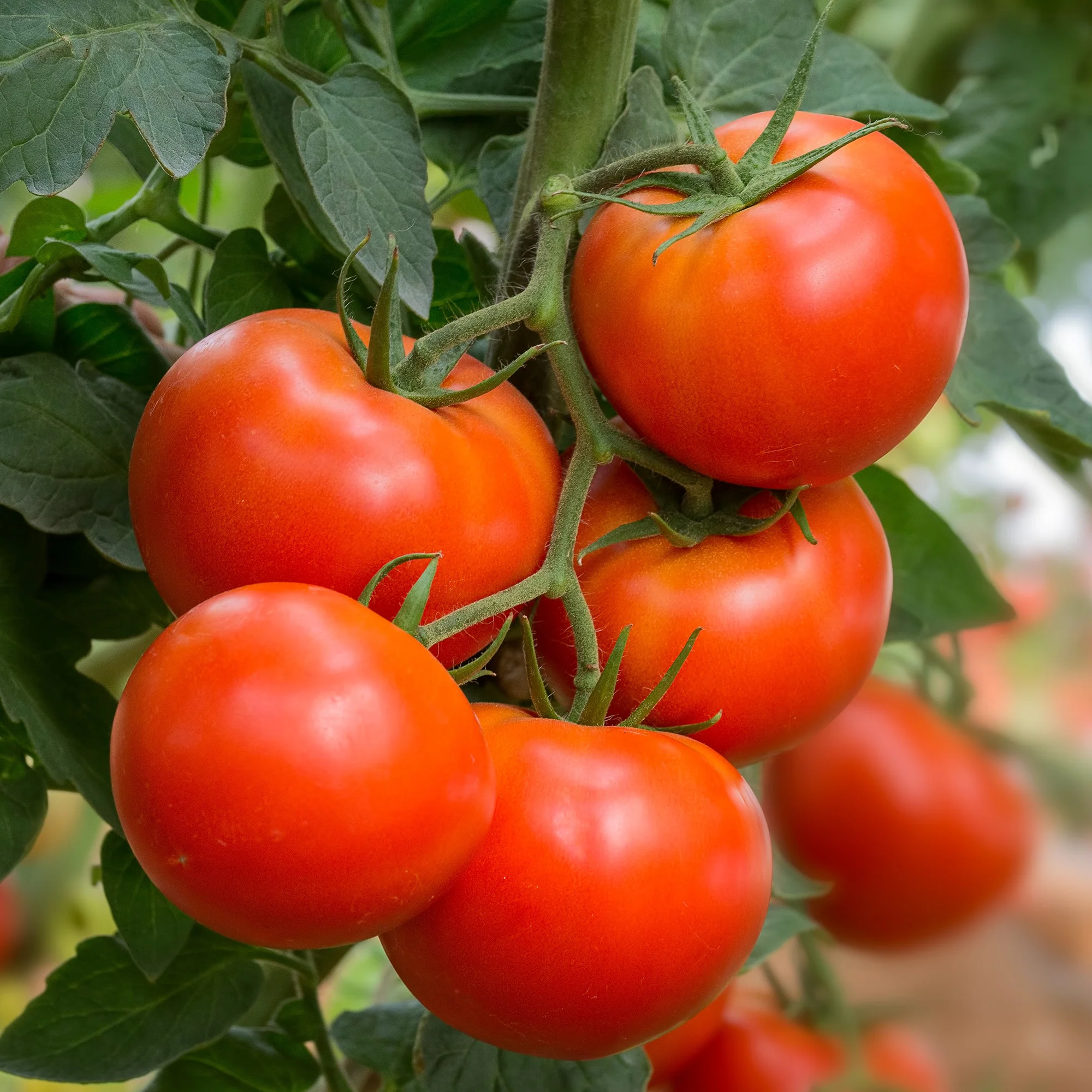 Tomate Beefmaster F1