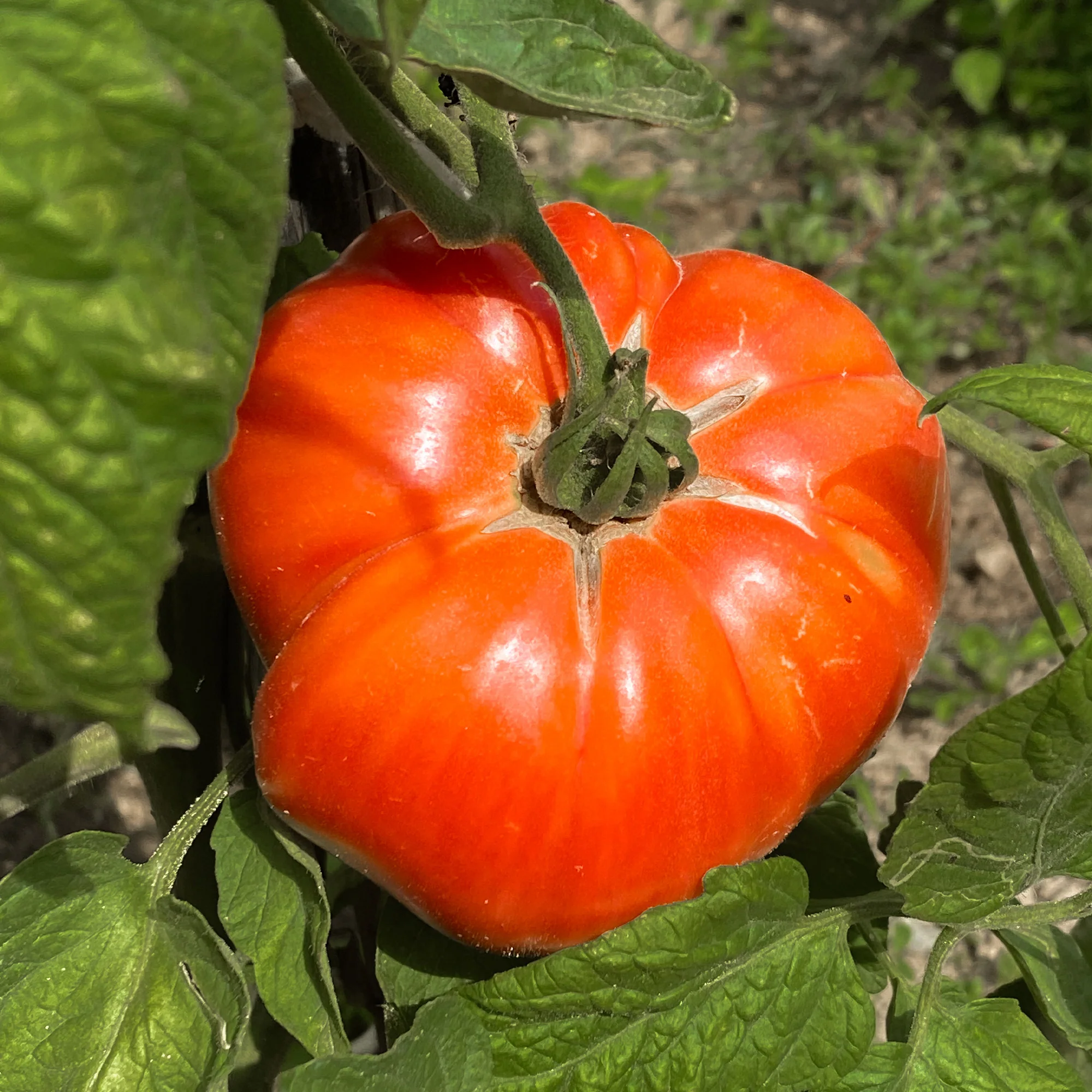 Tomate Beefsteak - Image 2