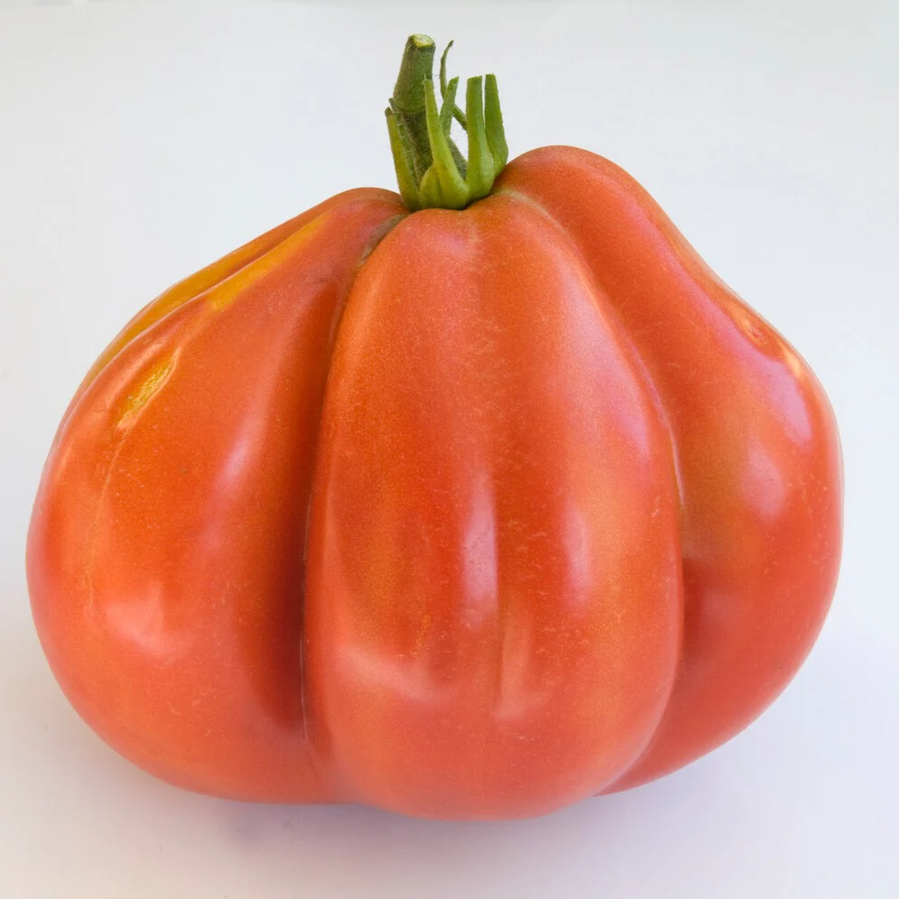 Tomate Liguria - Image 2