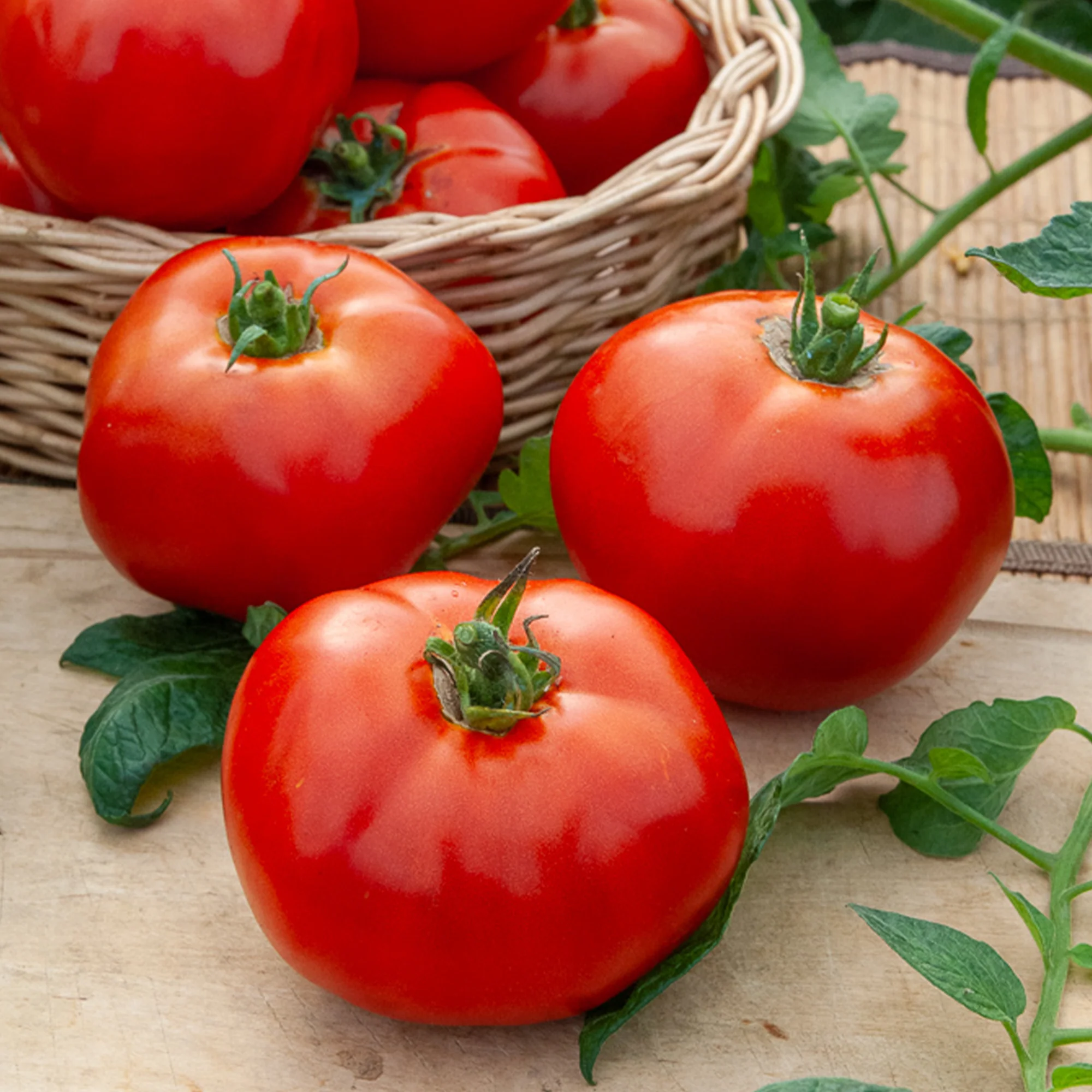 Tomate Merveille des marchés