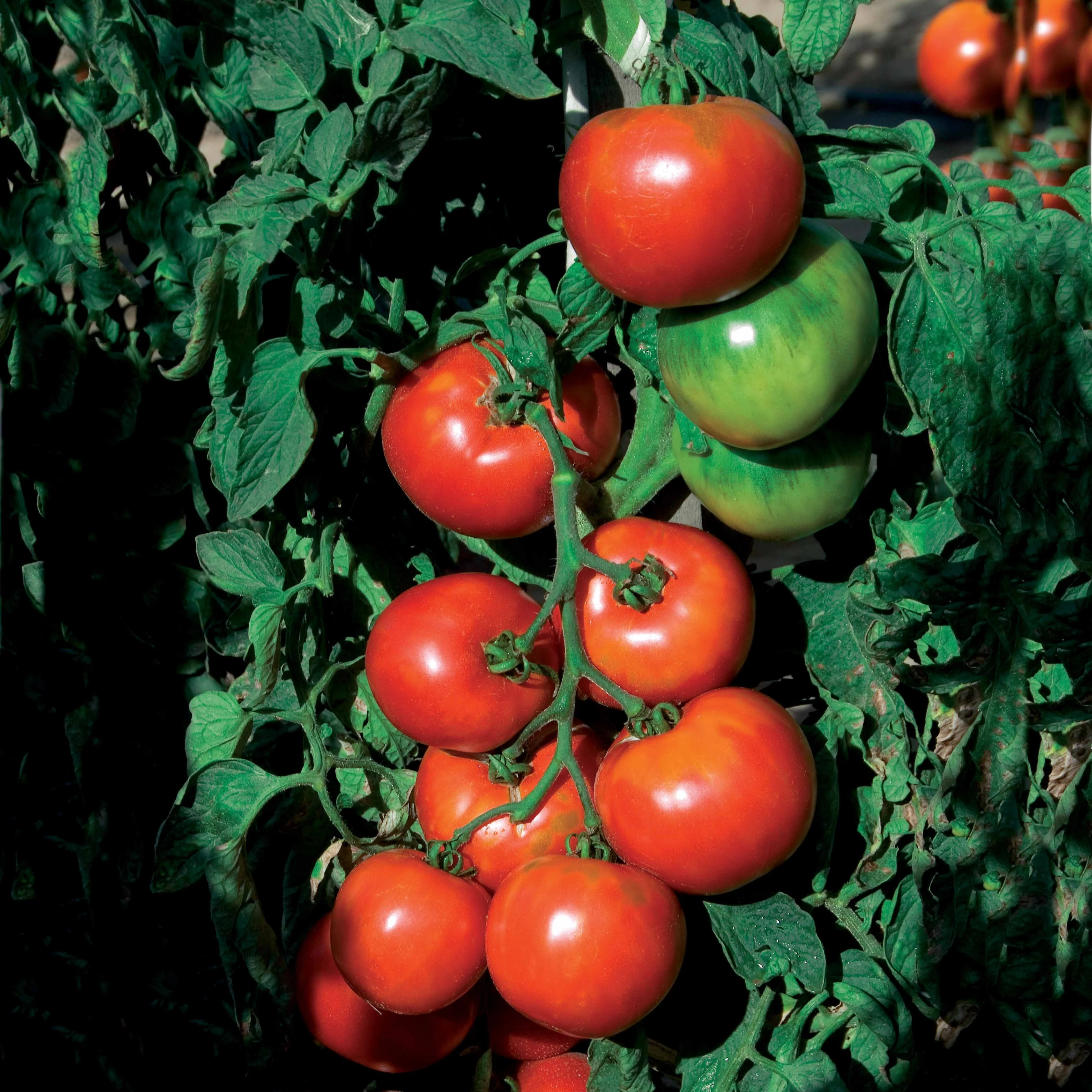Tomate Pyros HF1