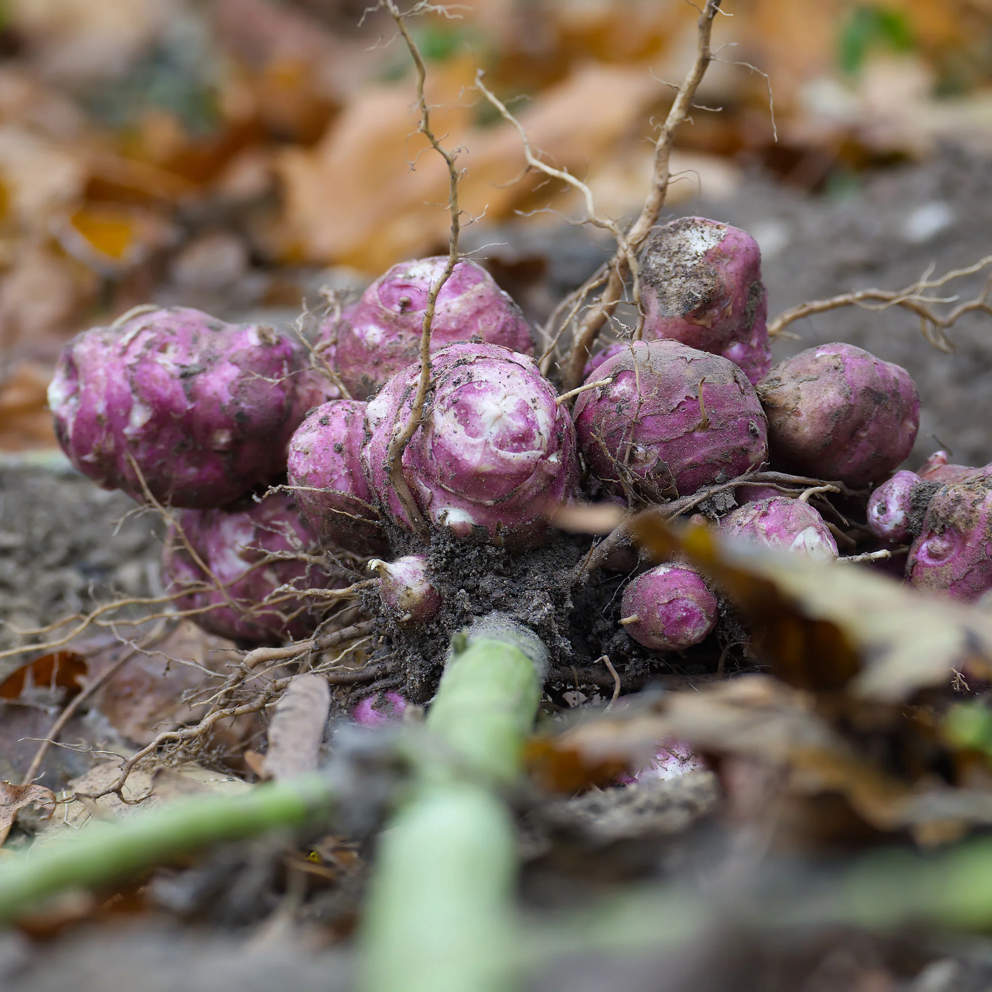5 Topinambours Violets - Image 3